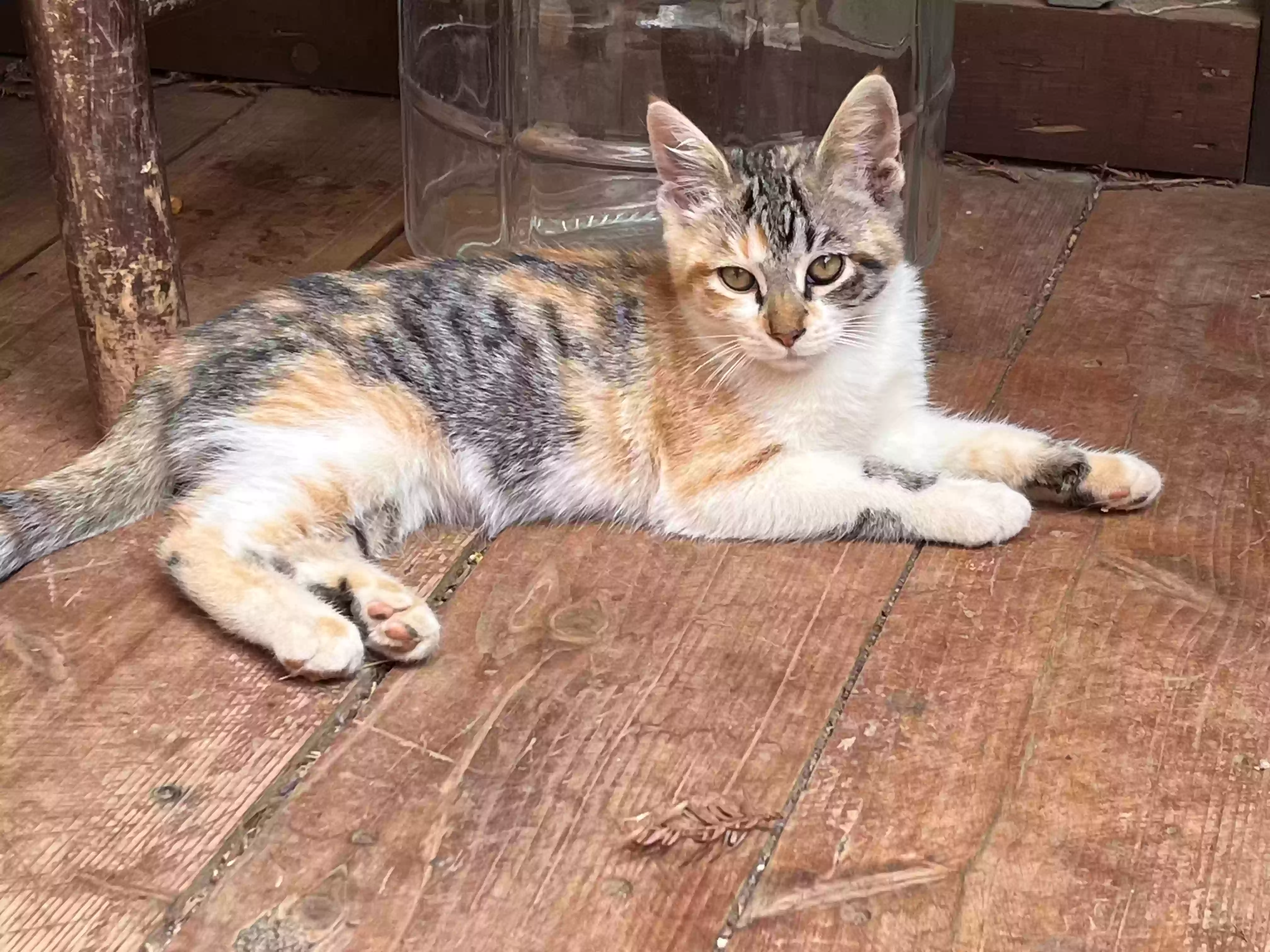 adoptable Cat in Cazadero,CA named Chippy