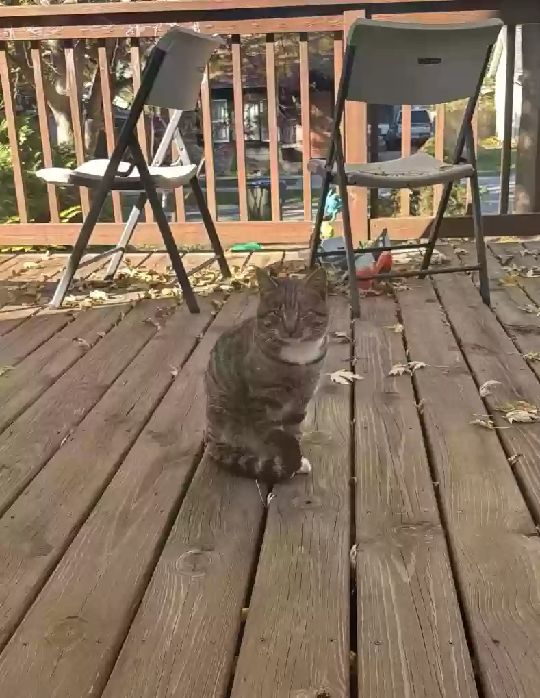 adoptable Cat in Iowa City,IA named Princess 