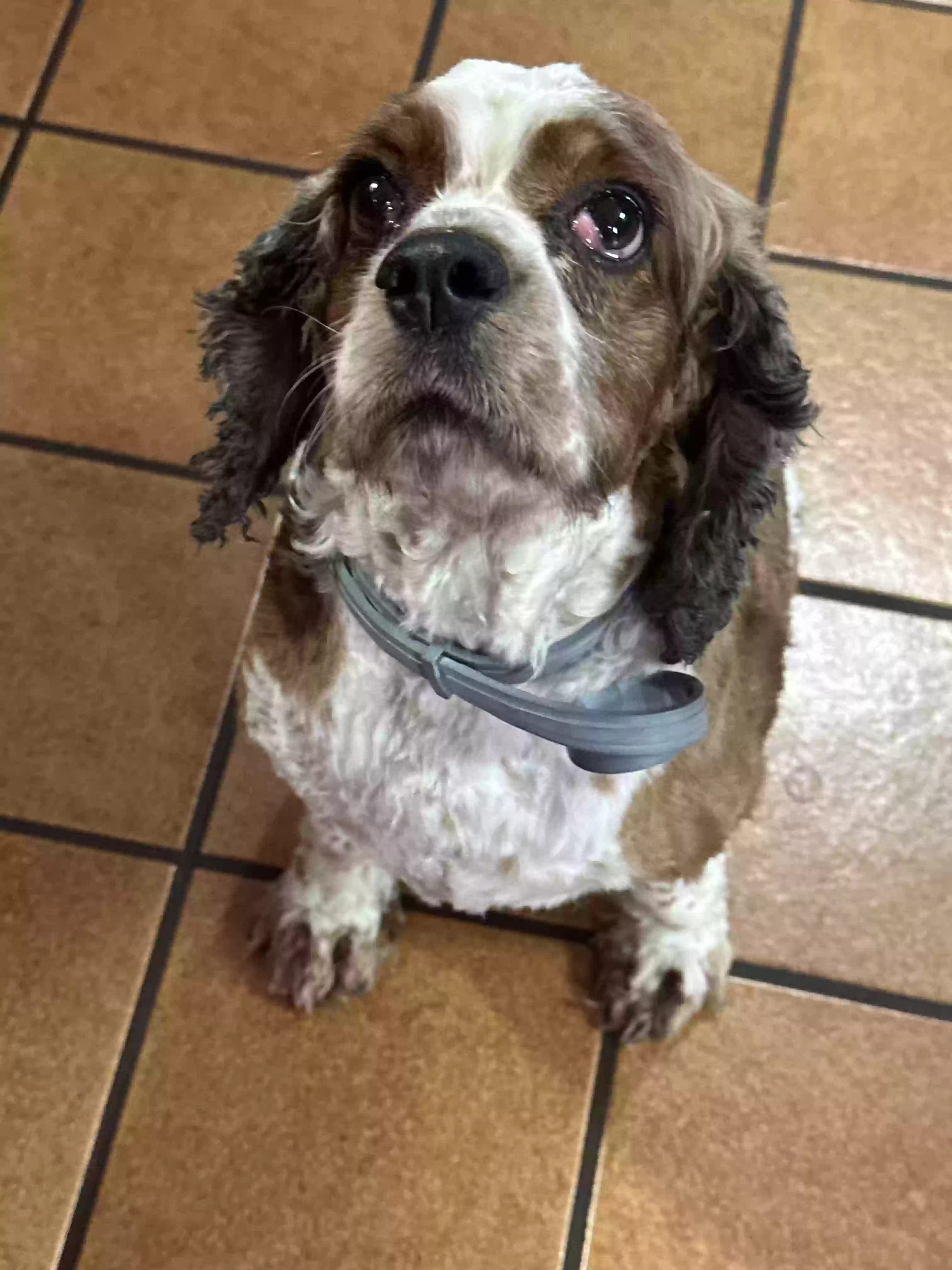 adoptable Dog in South Bend,IN named Unknown (Abandoned Dog Found)
