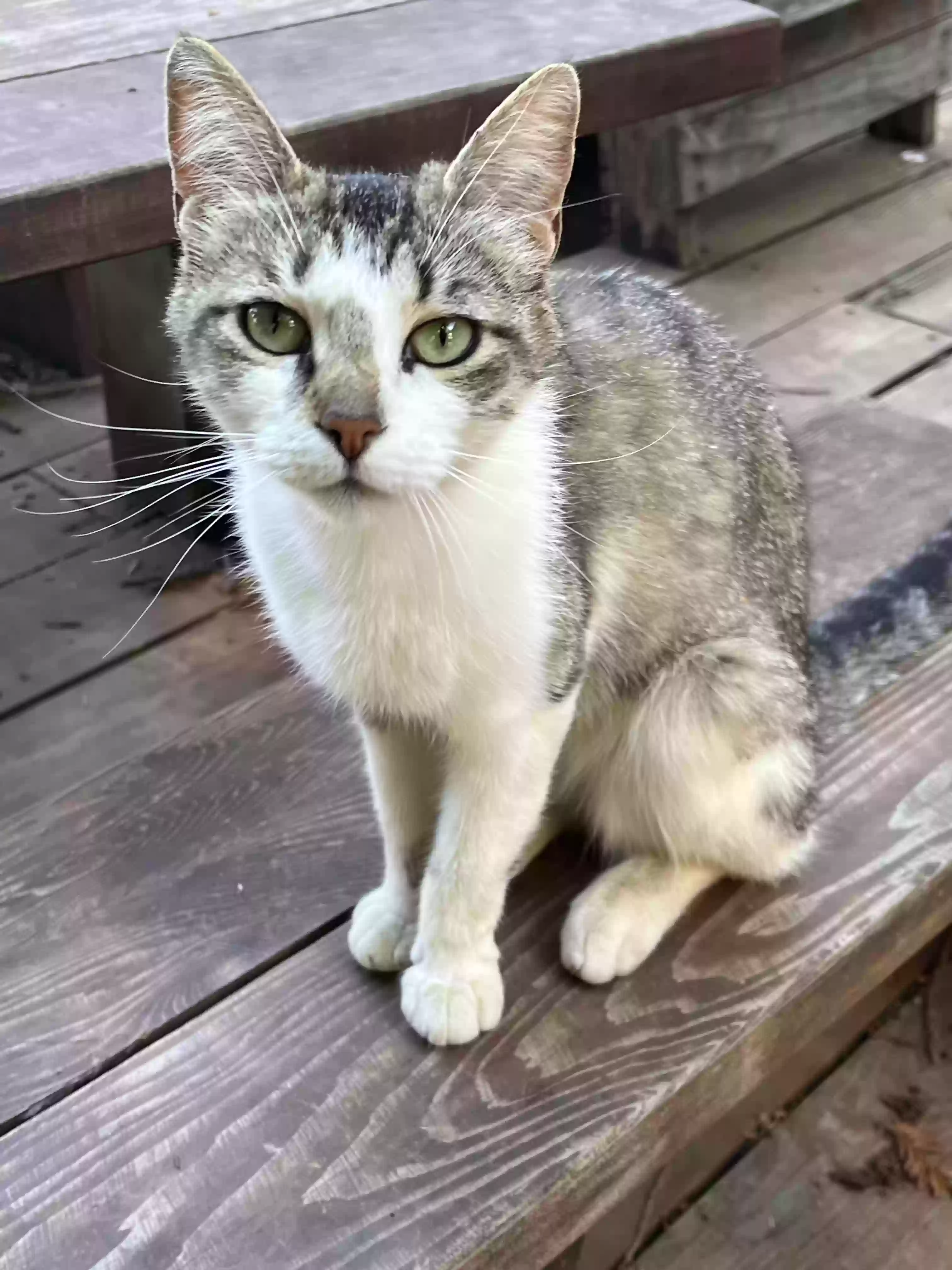 adoptable Cat in Cazadero,CA named Layla
