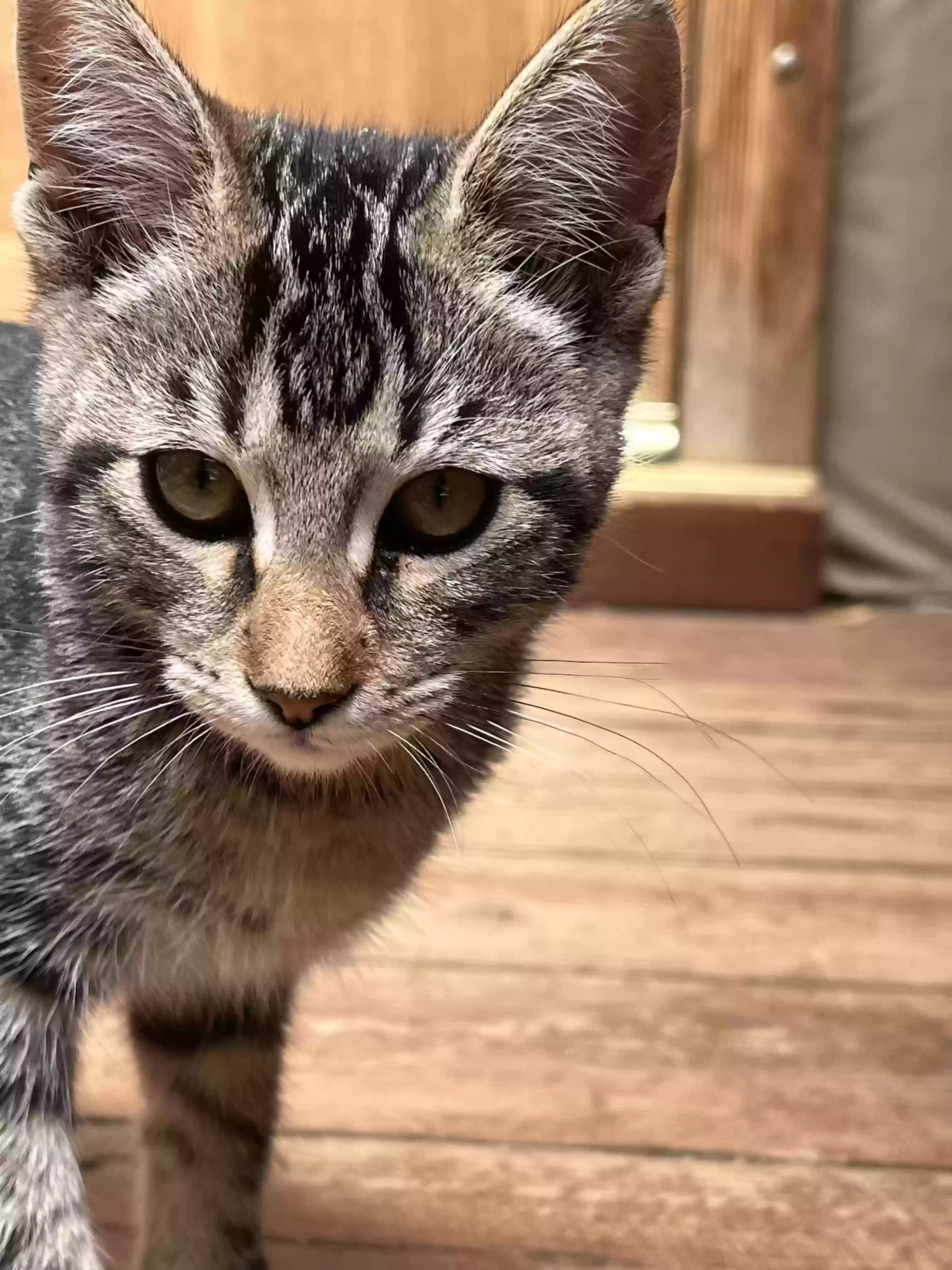 adoptable Cat in Cazadero,CA named Toby