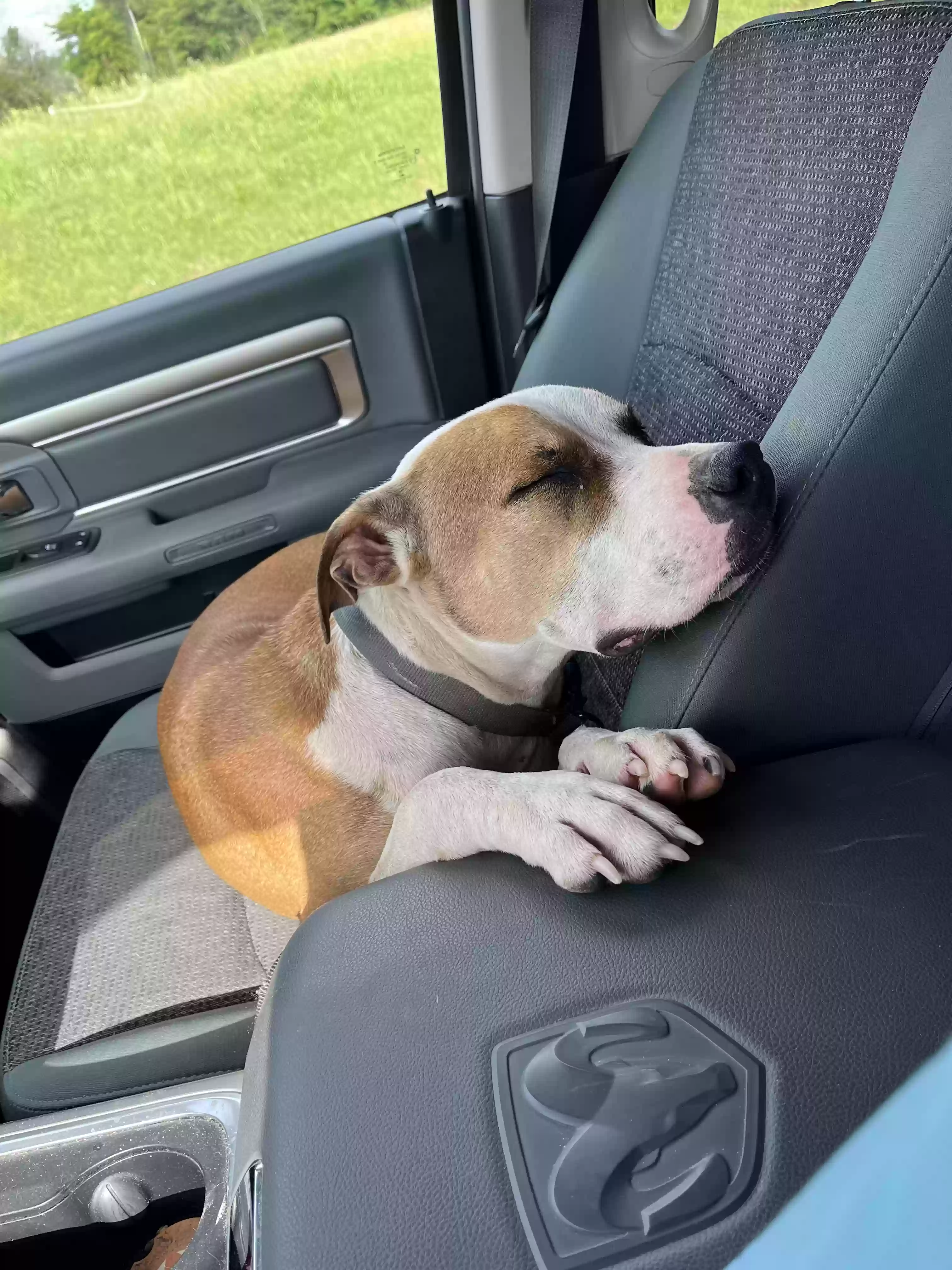 adoptable Dog in Christiana,TN named Chip