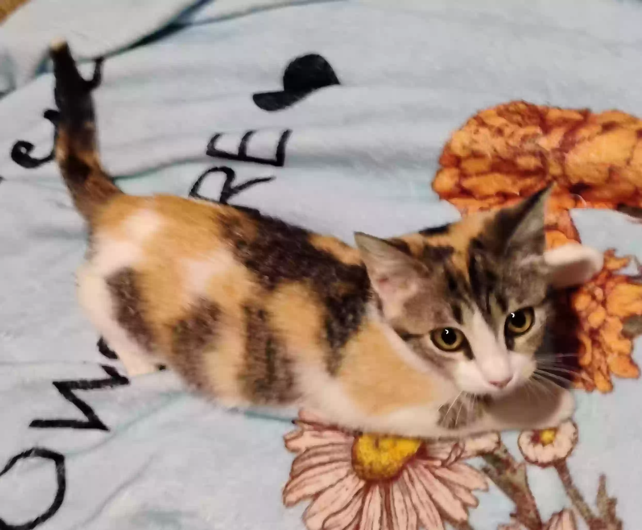 adoptable Cat in Pasadena,TX named Buffy