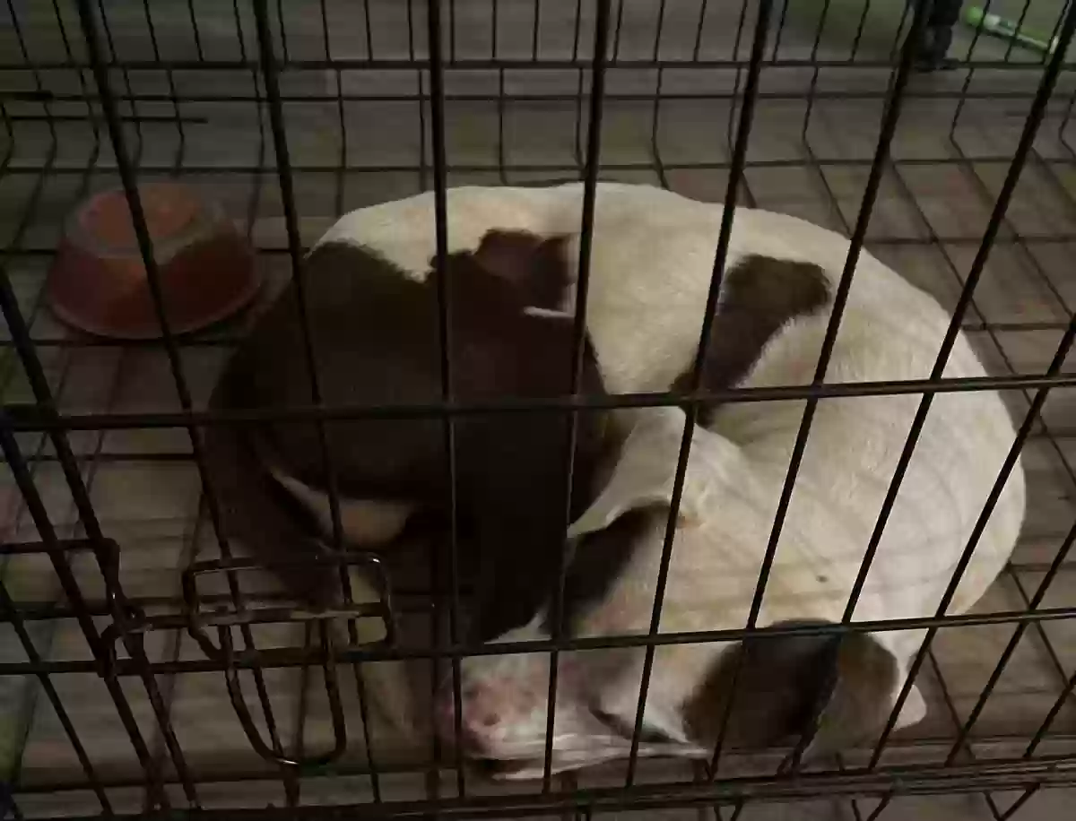 adoptable Dog in Decatur,GA named Asher