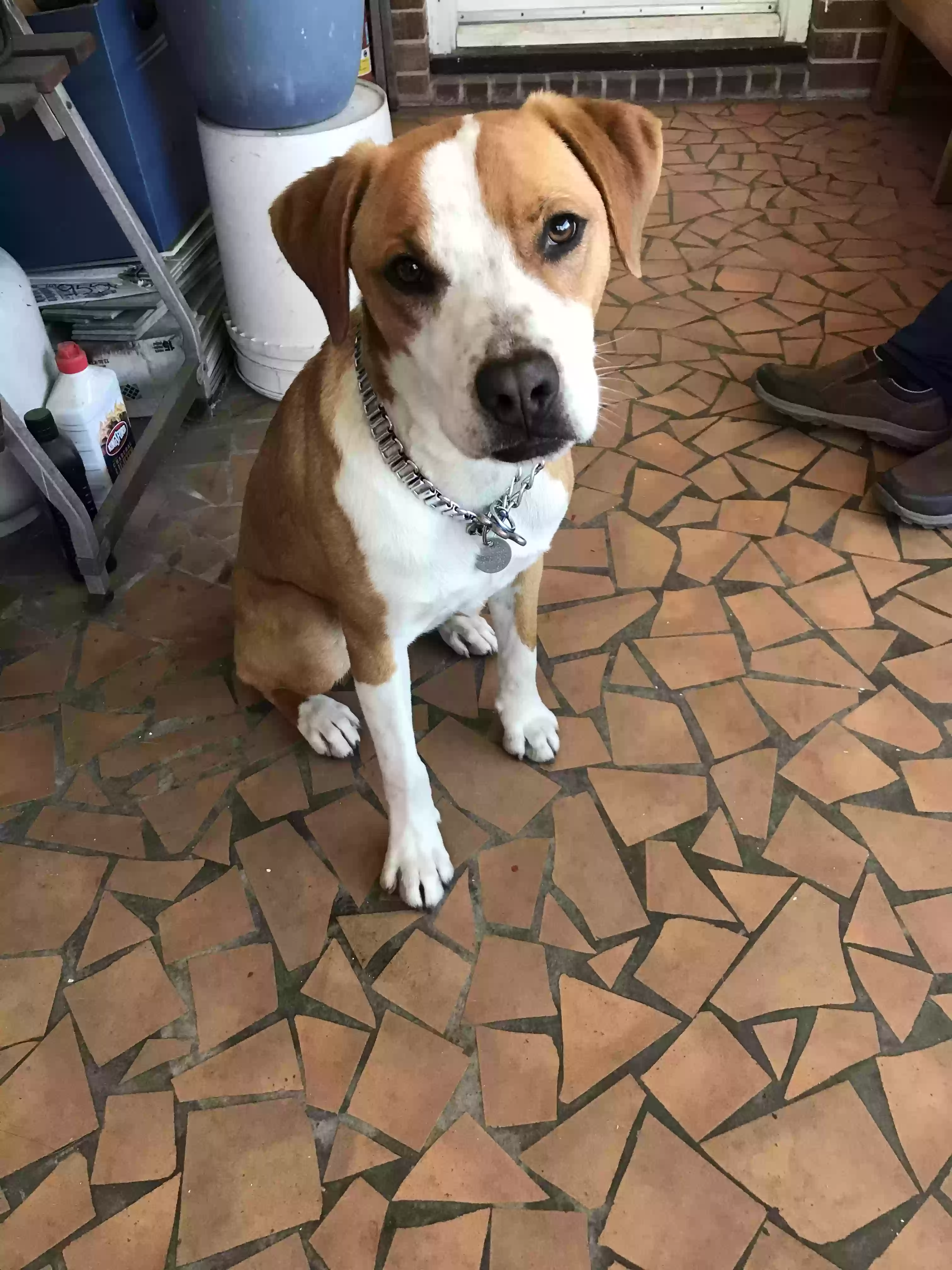 adoptable Dog in Tarboro,NC named Chewie