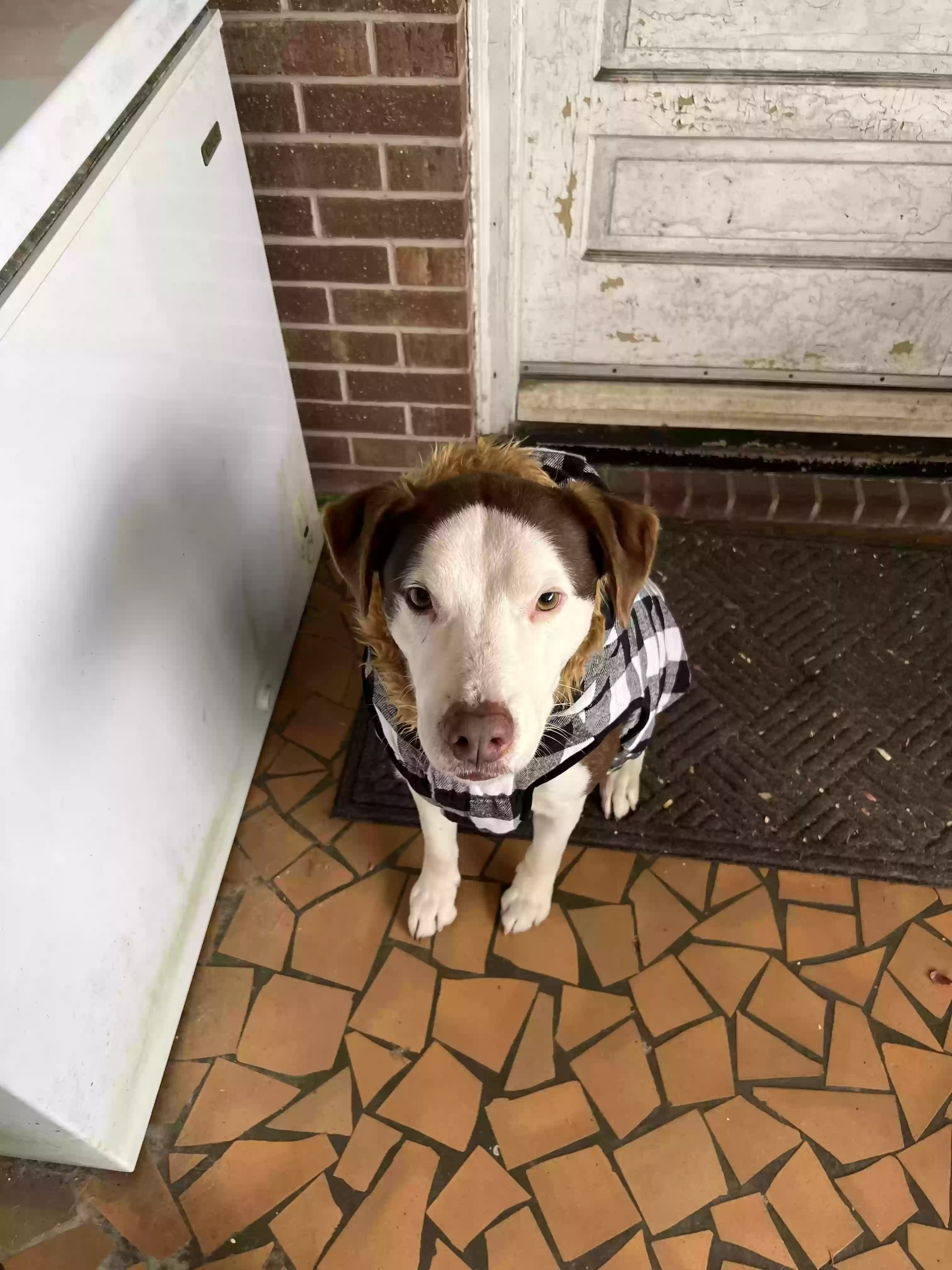 adoptable Dog in Tarboro,NC named Han