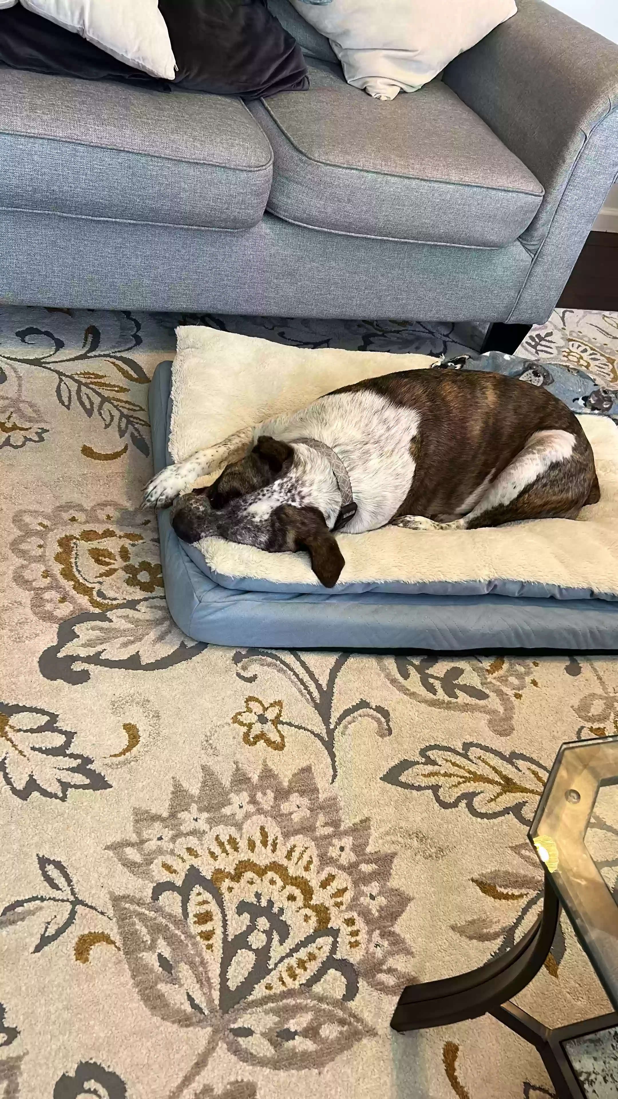 adoptable Dog in Marietta,GA named Bruno