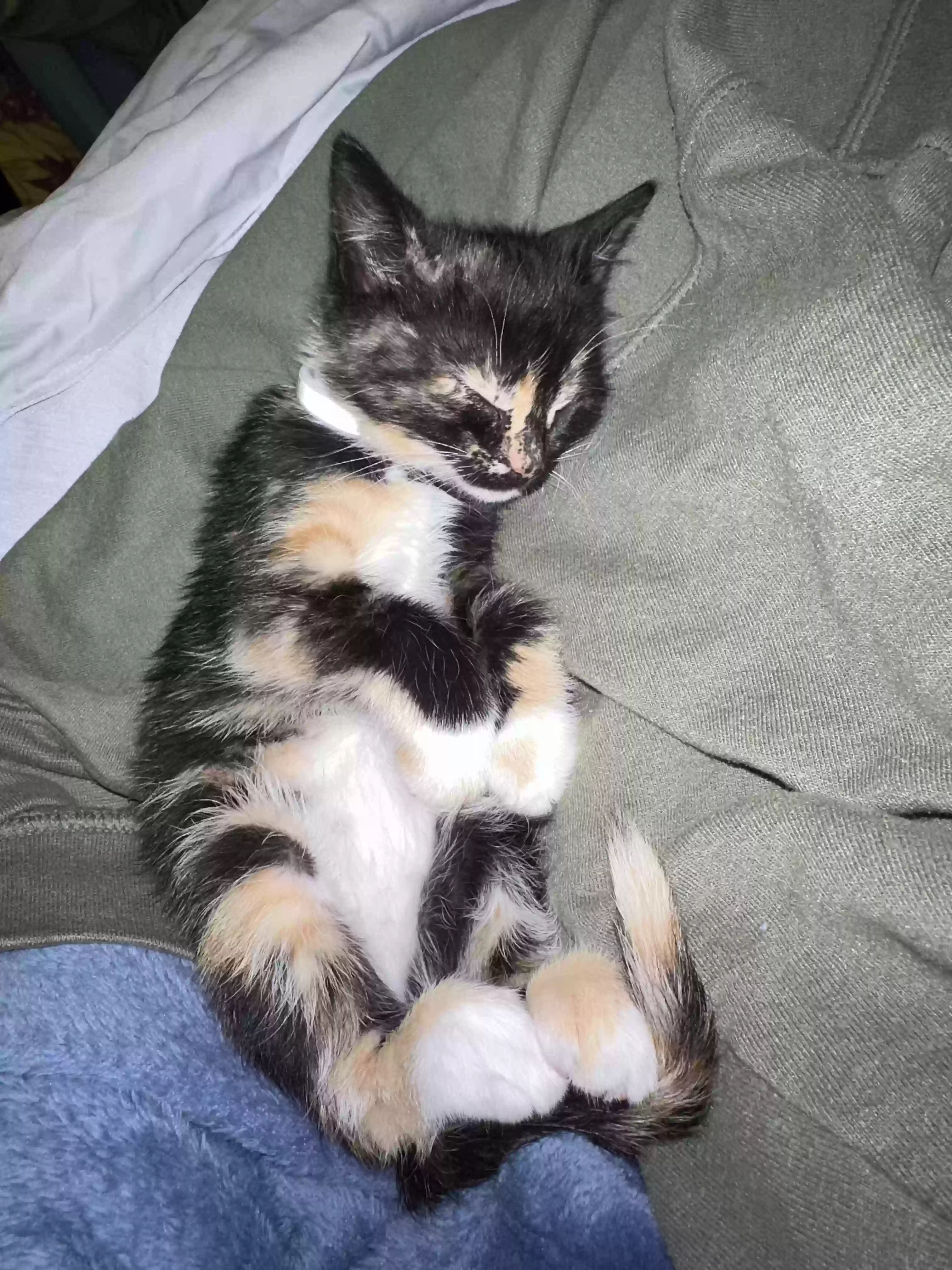 adoptable Cat in Mentone,AL named Pixie