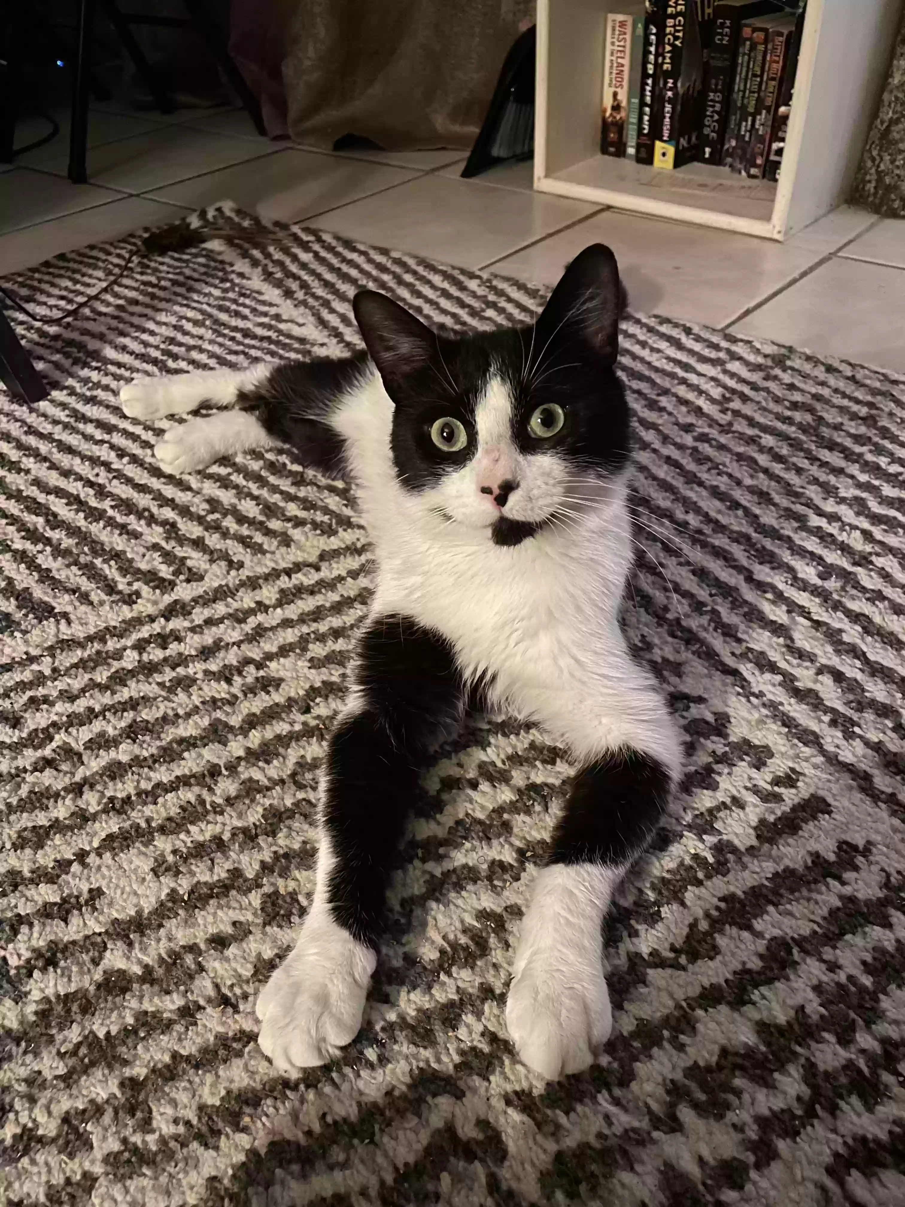 adoptable Cat in Lawrence,MA named Lumière (Lumi)