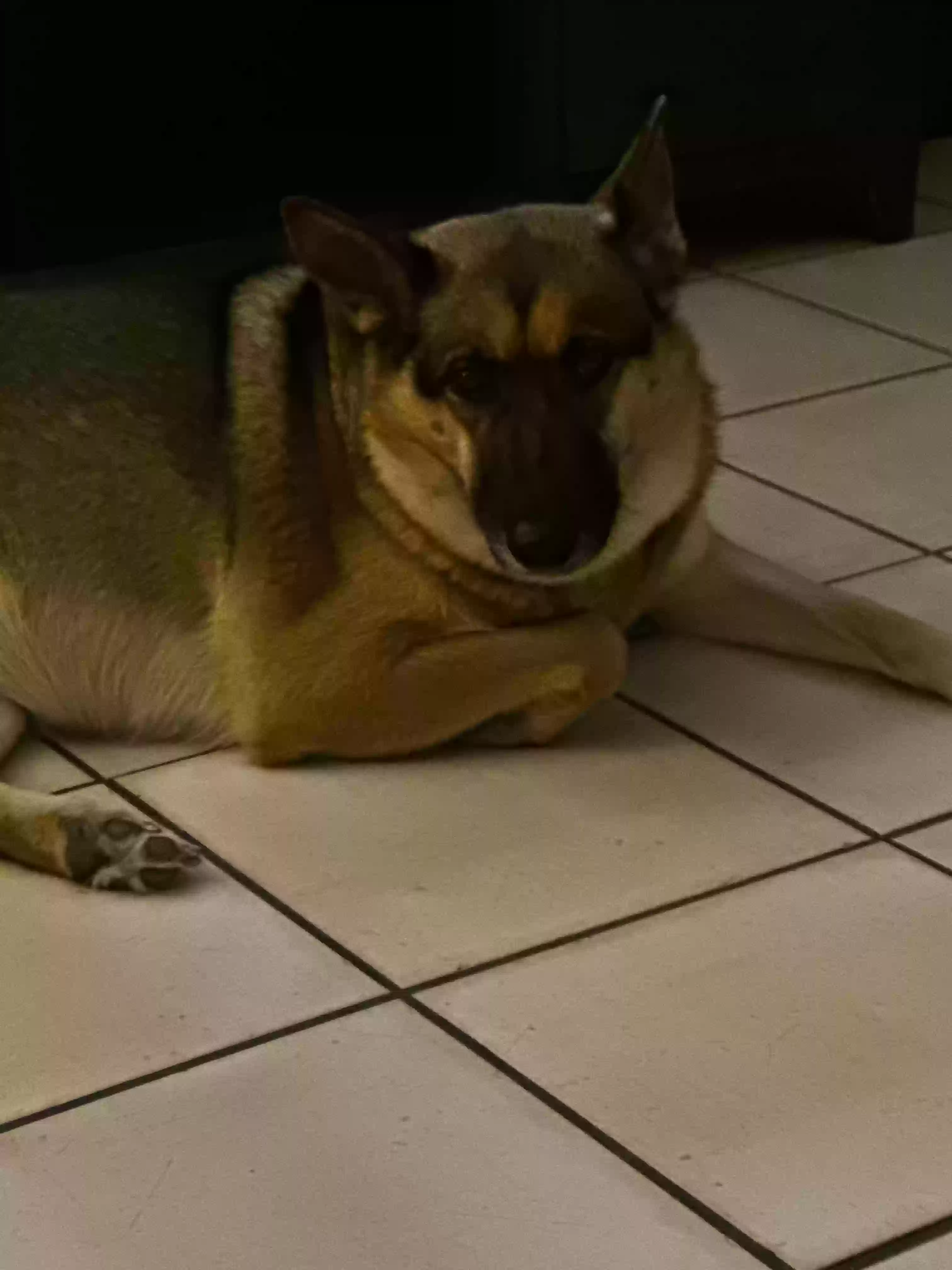 adoptable Dog in Lubbock,TX named Angel