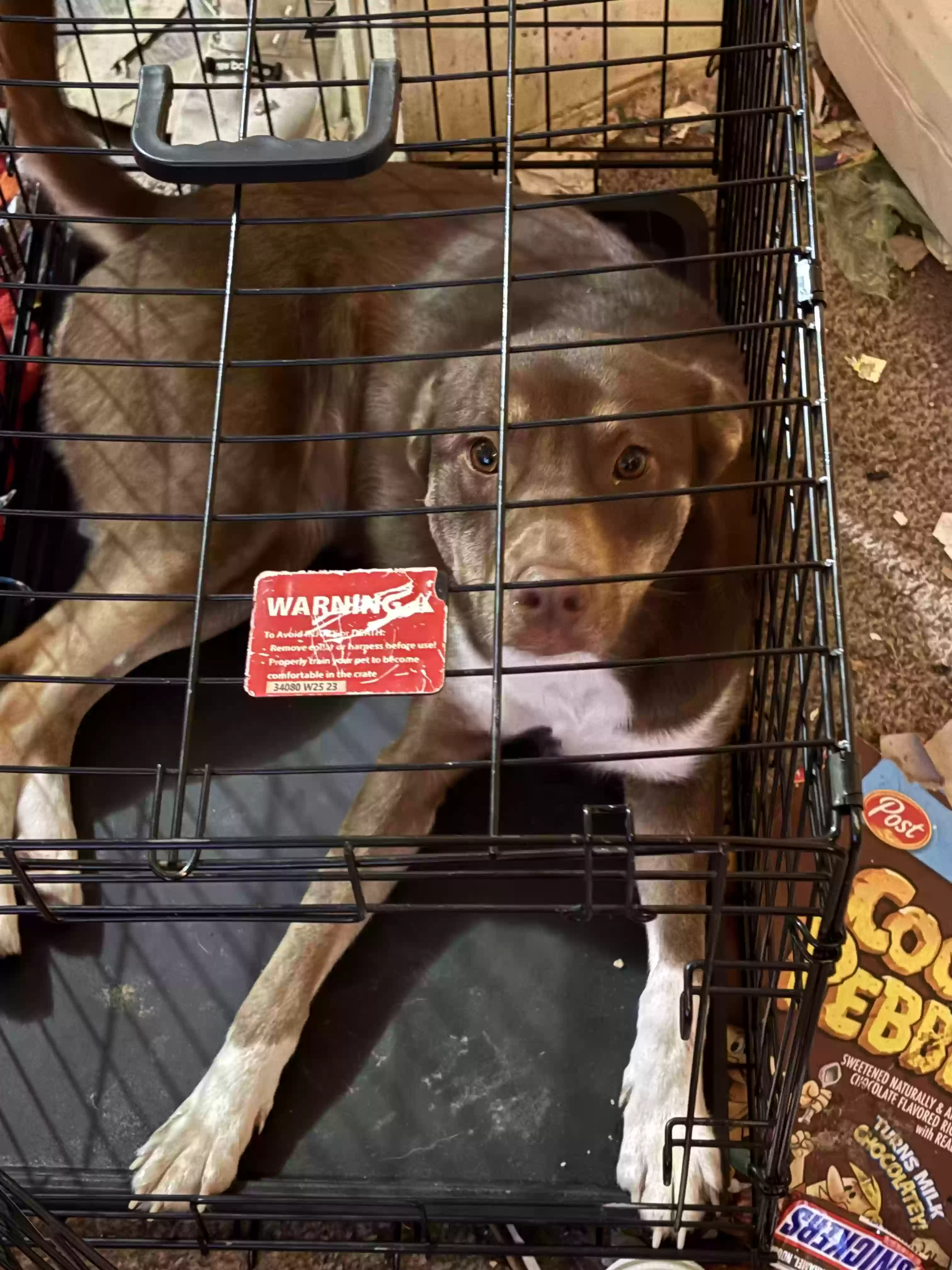 adoptable Dog in Spring Lake,NC named Cinnamon