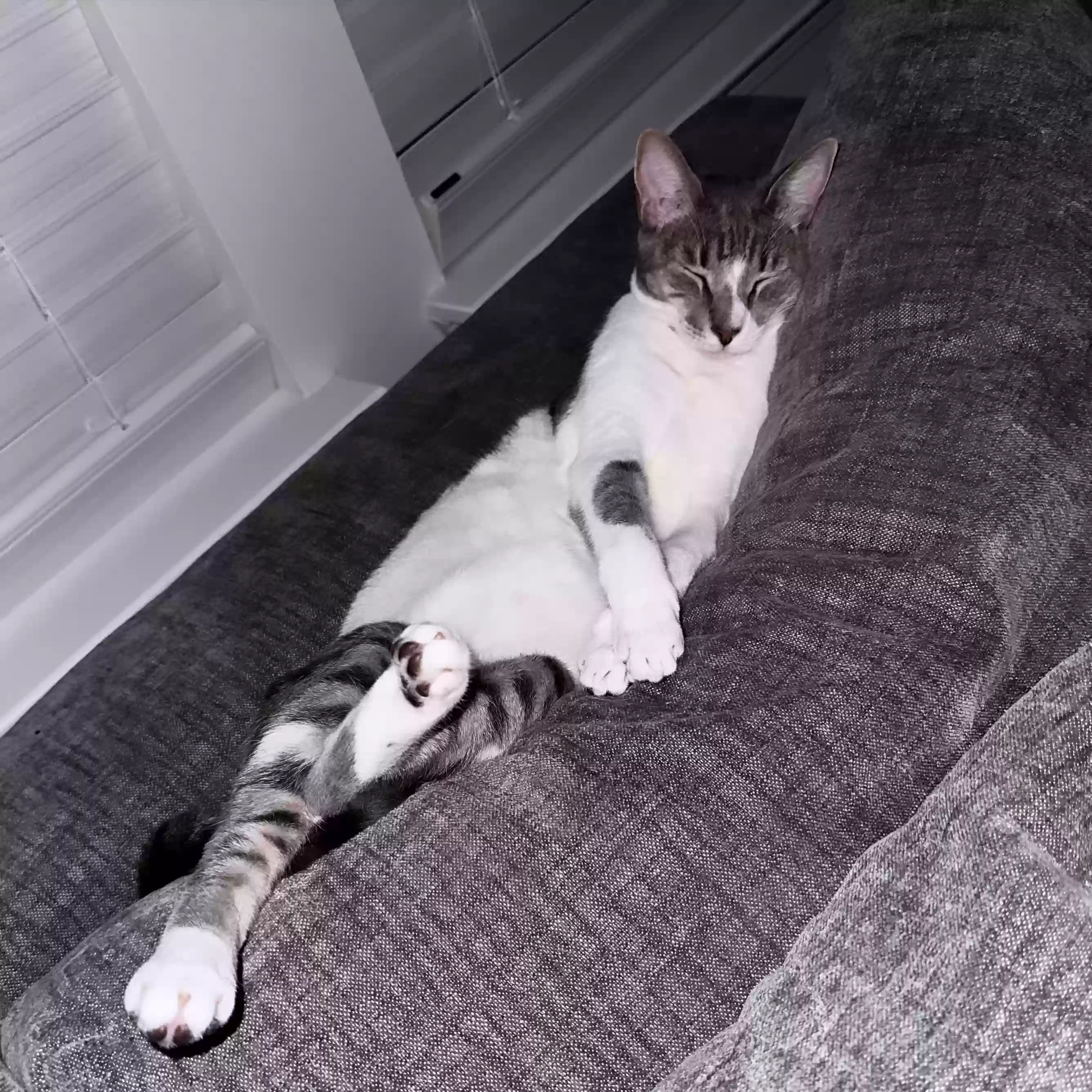 adoptable Cat in Marietta,GA named Peter