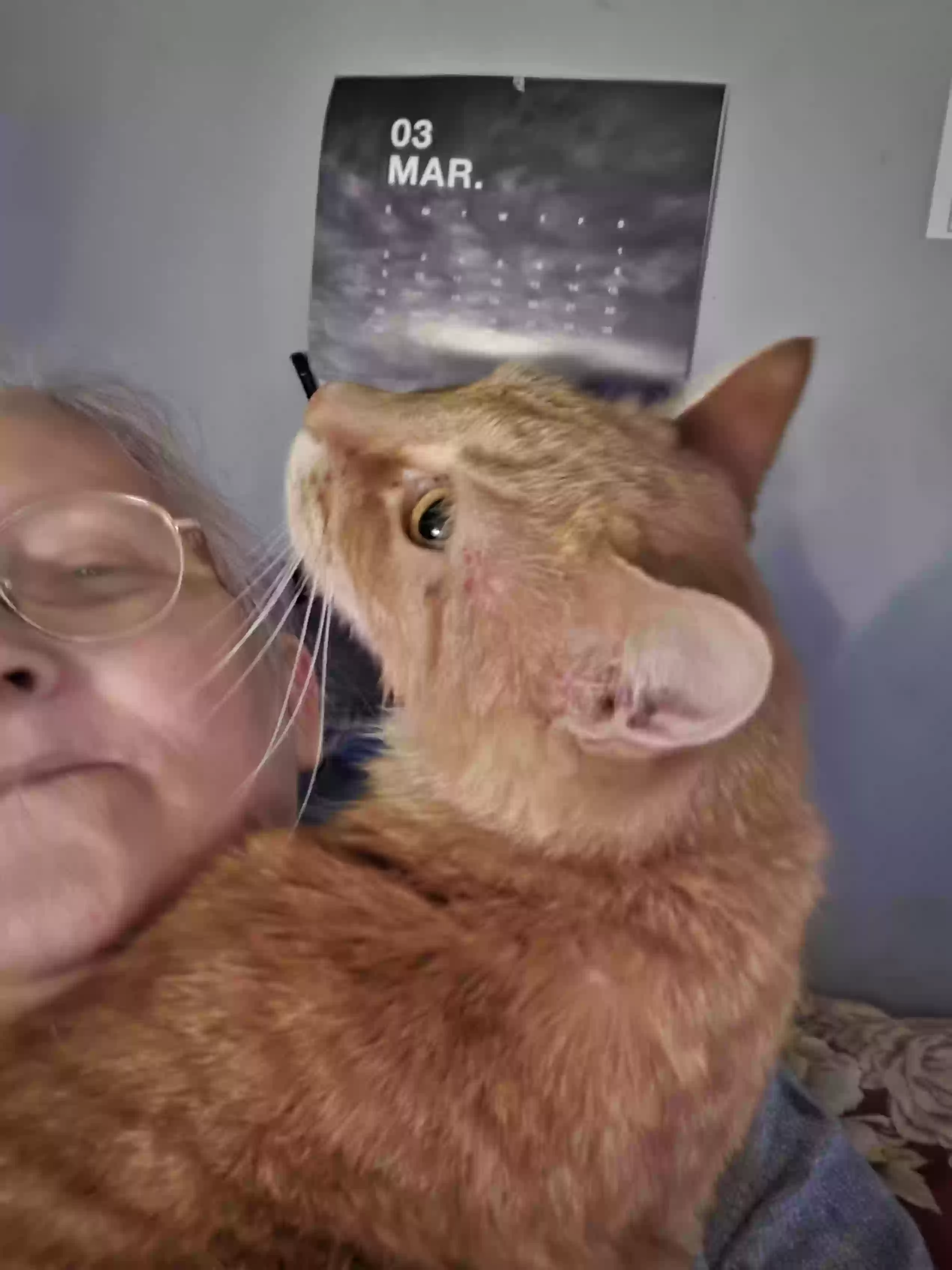 adoptable Cat in Albany,NY named Meanie butt