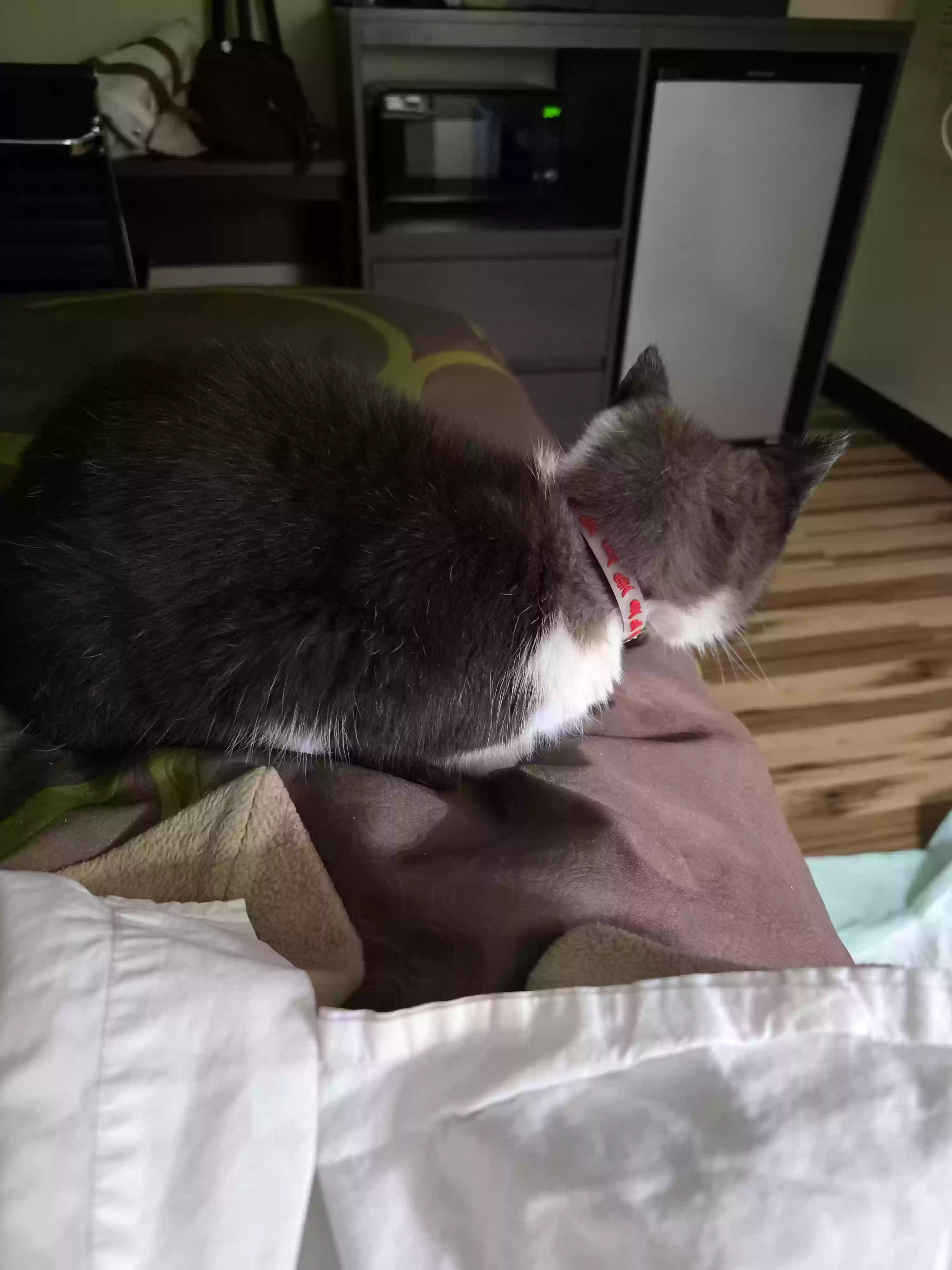 adoptable Cat in Albany,NY named Mama kiddy