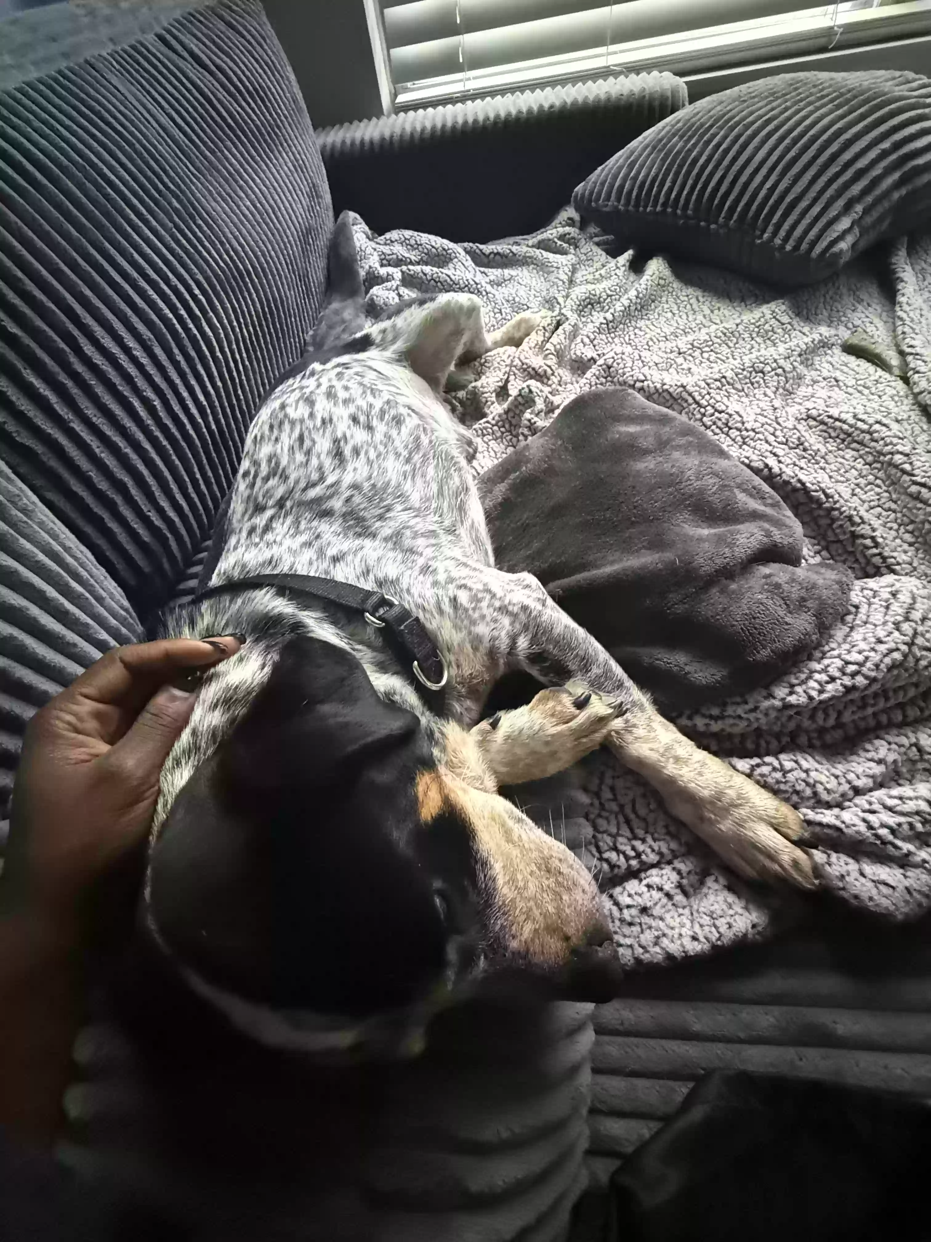 adoptable Dog in Atlanta,GA named Smokey