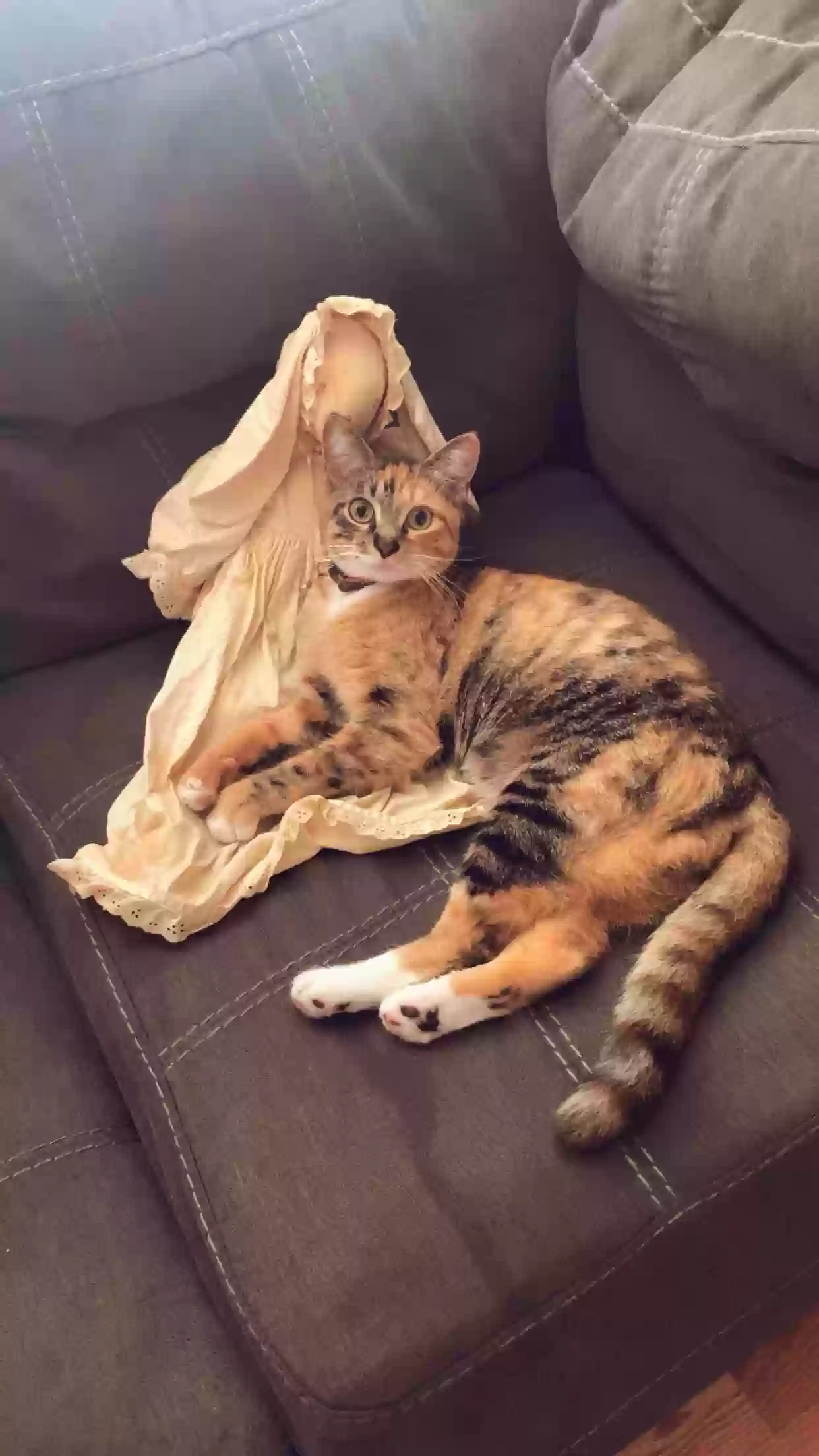 adoptable Cat in Youngsville,LA named Darlene