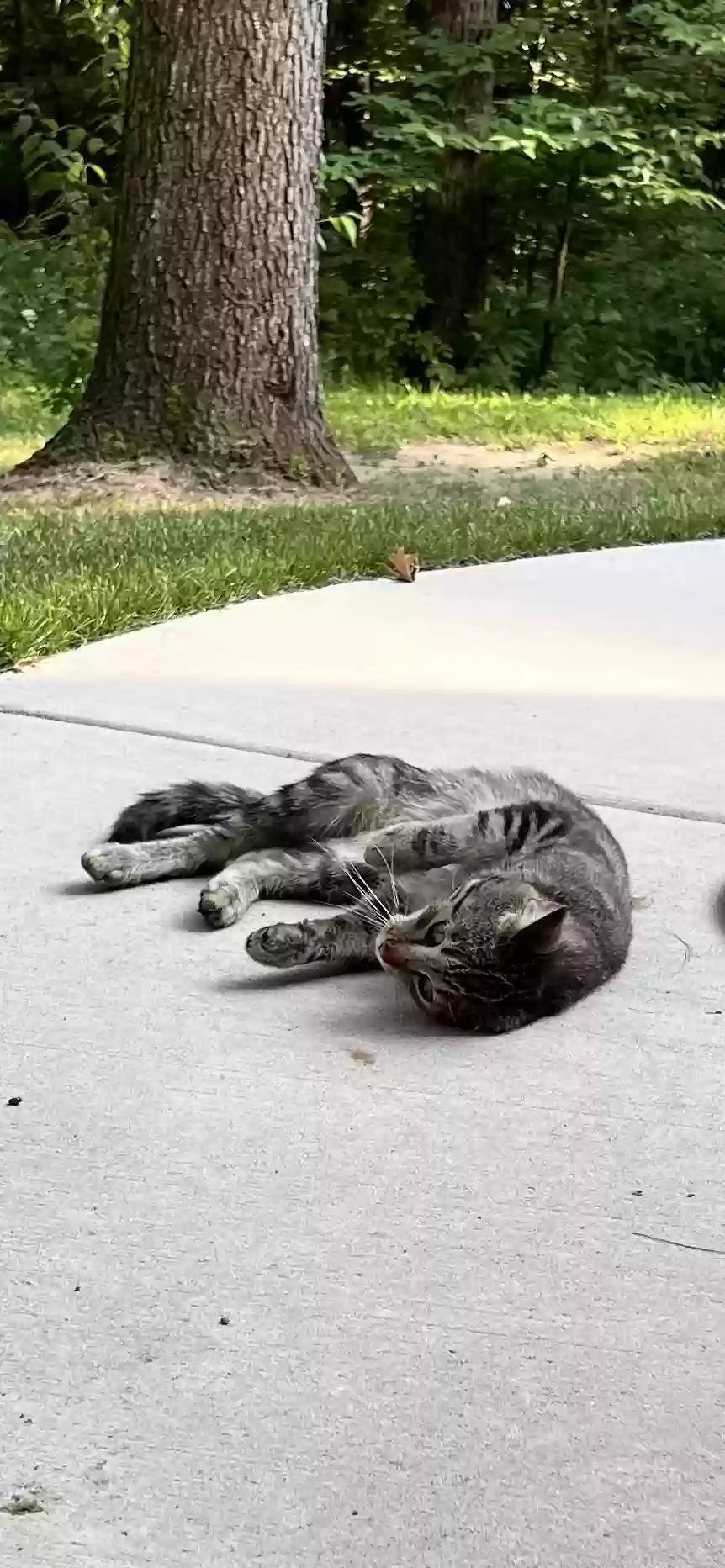 adoptable Cat in Allegan,MI named Scout