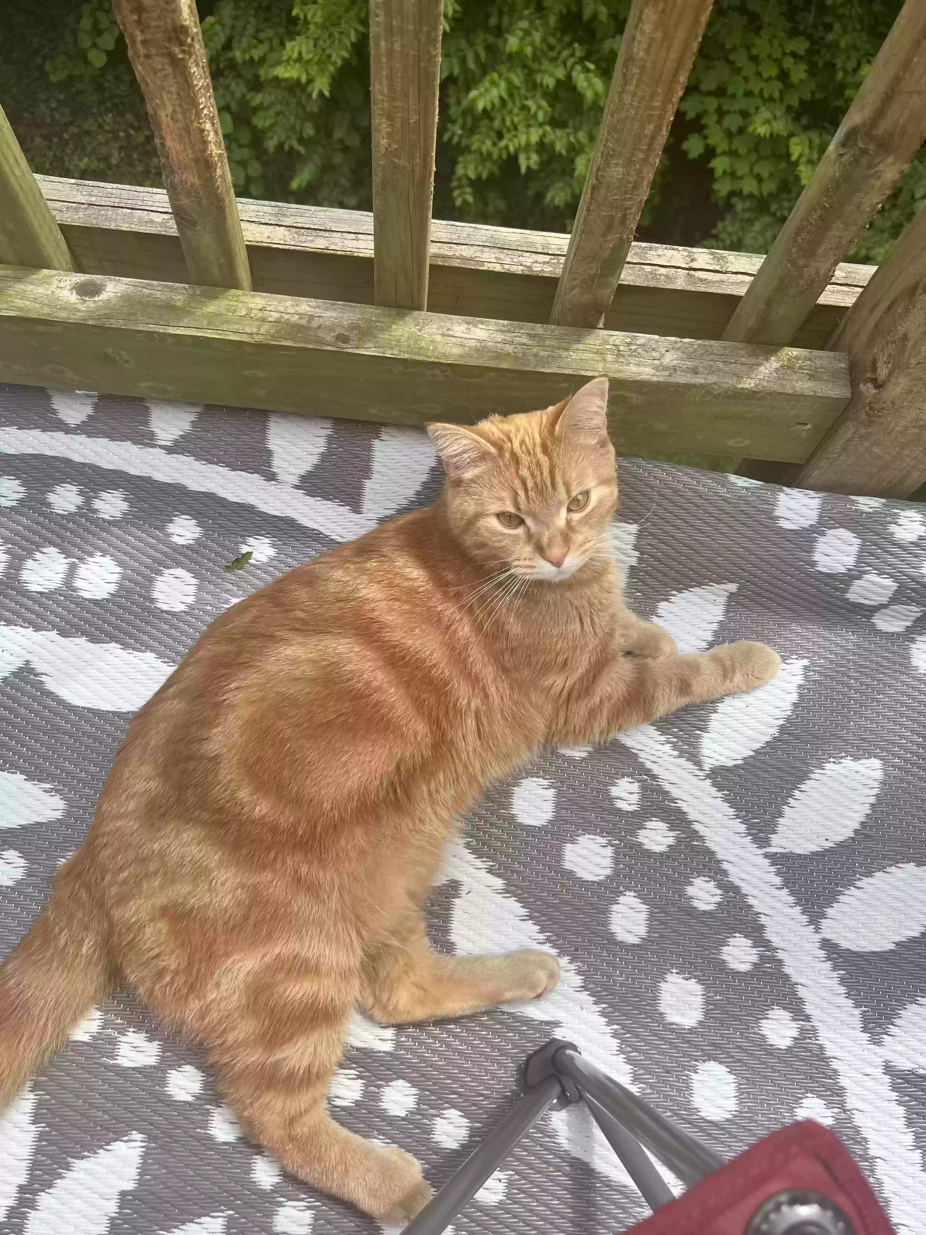 adoptable Cat in Hamilton,OH named Leo