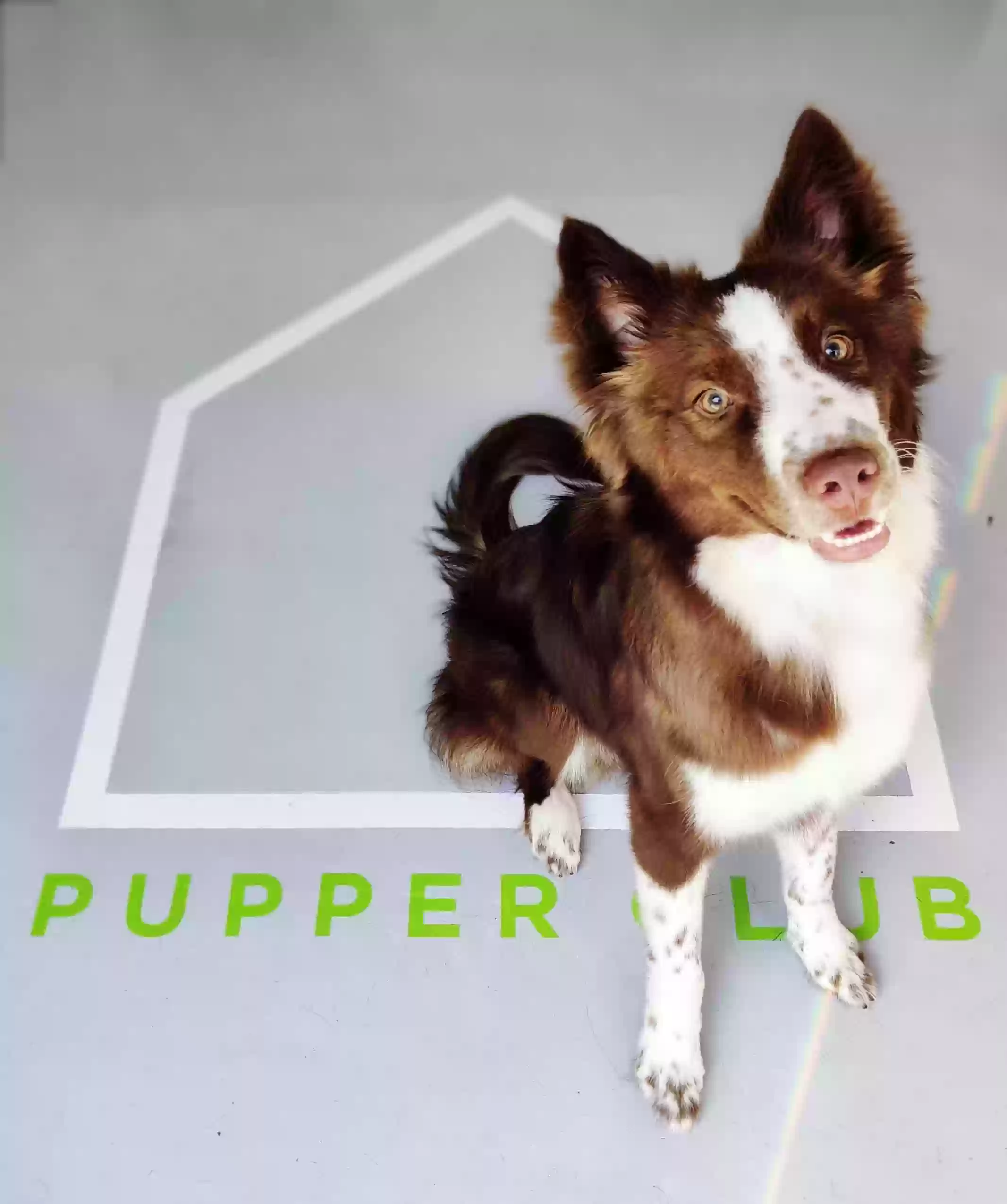 adoptable Dog in Atlanta,GA named Phoenix