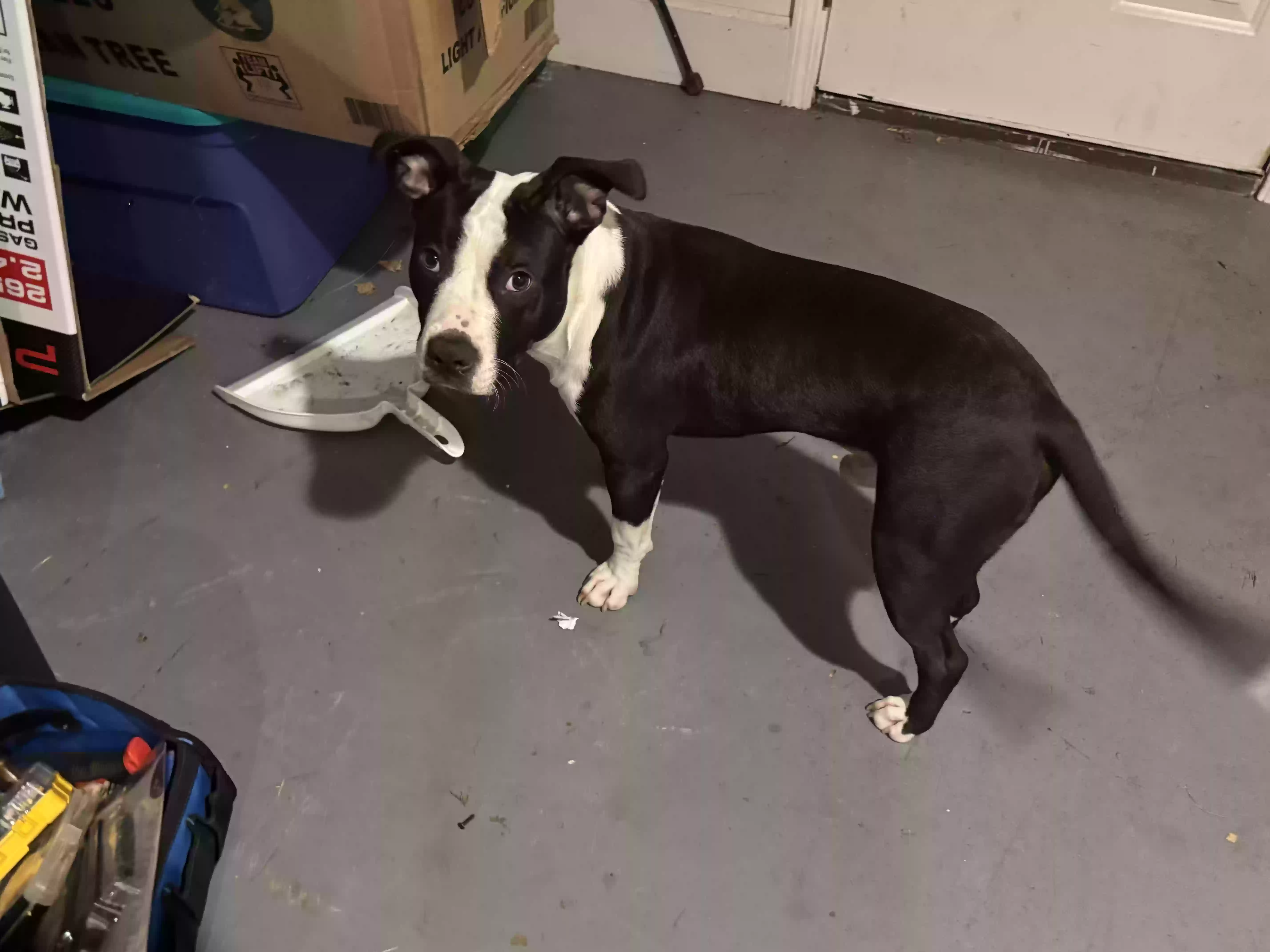 adoptable Dog in Lithonia,GA named Prince