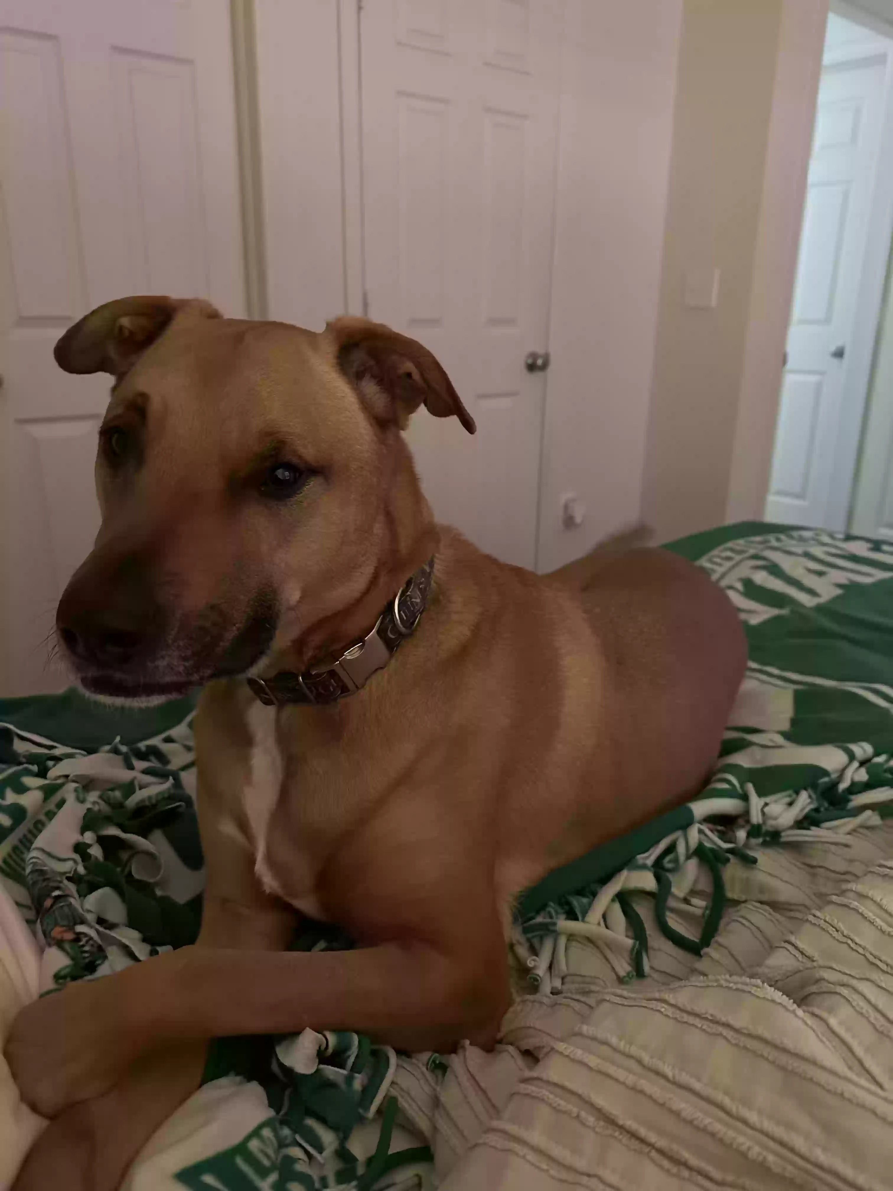 adoptable Dog in Springfield,OH named Guinness
