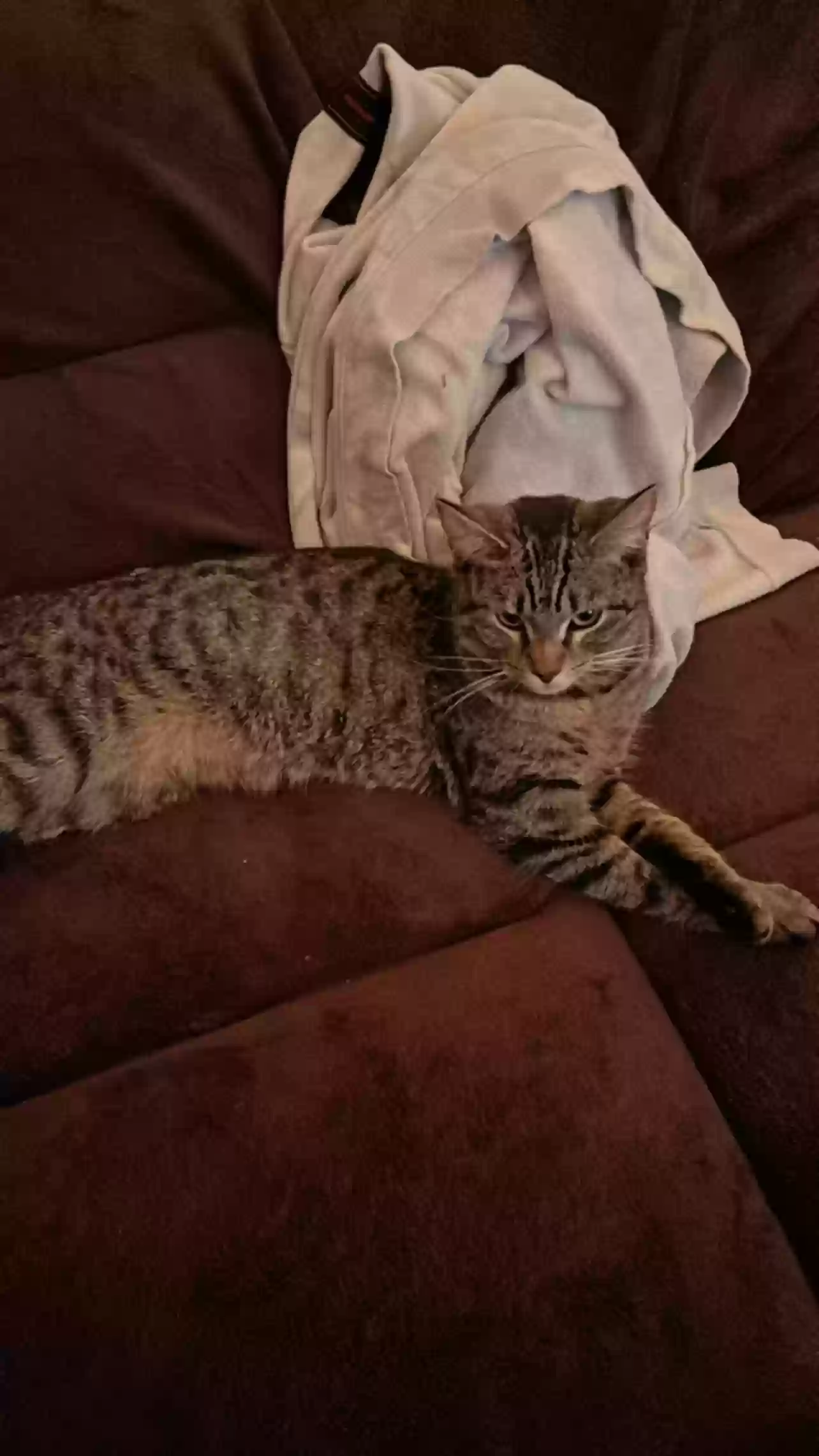 adoptable Cat in Waterbury,CT named Leila 