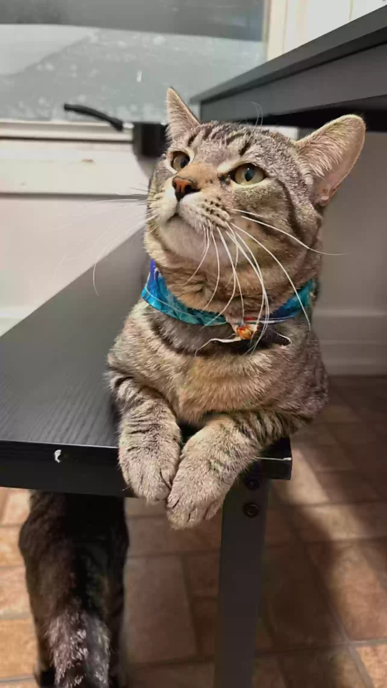 adoptable Cat in Waterbury,CT named Blue