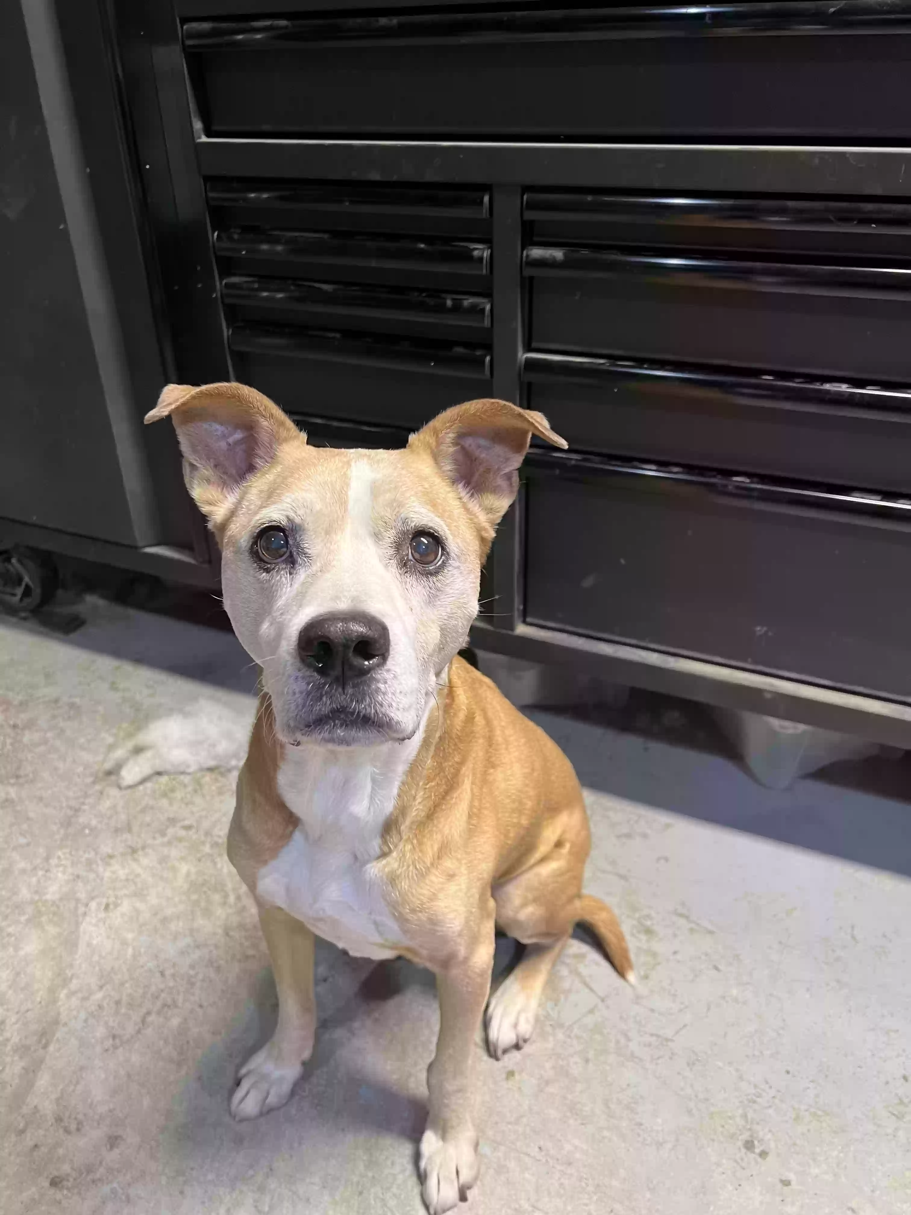 adoptable Dog in Lees Summit,MO named Ryder