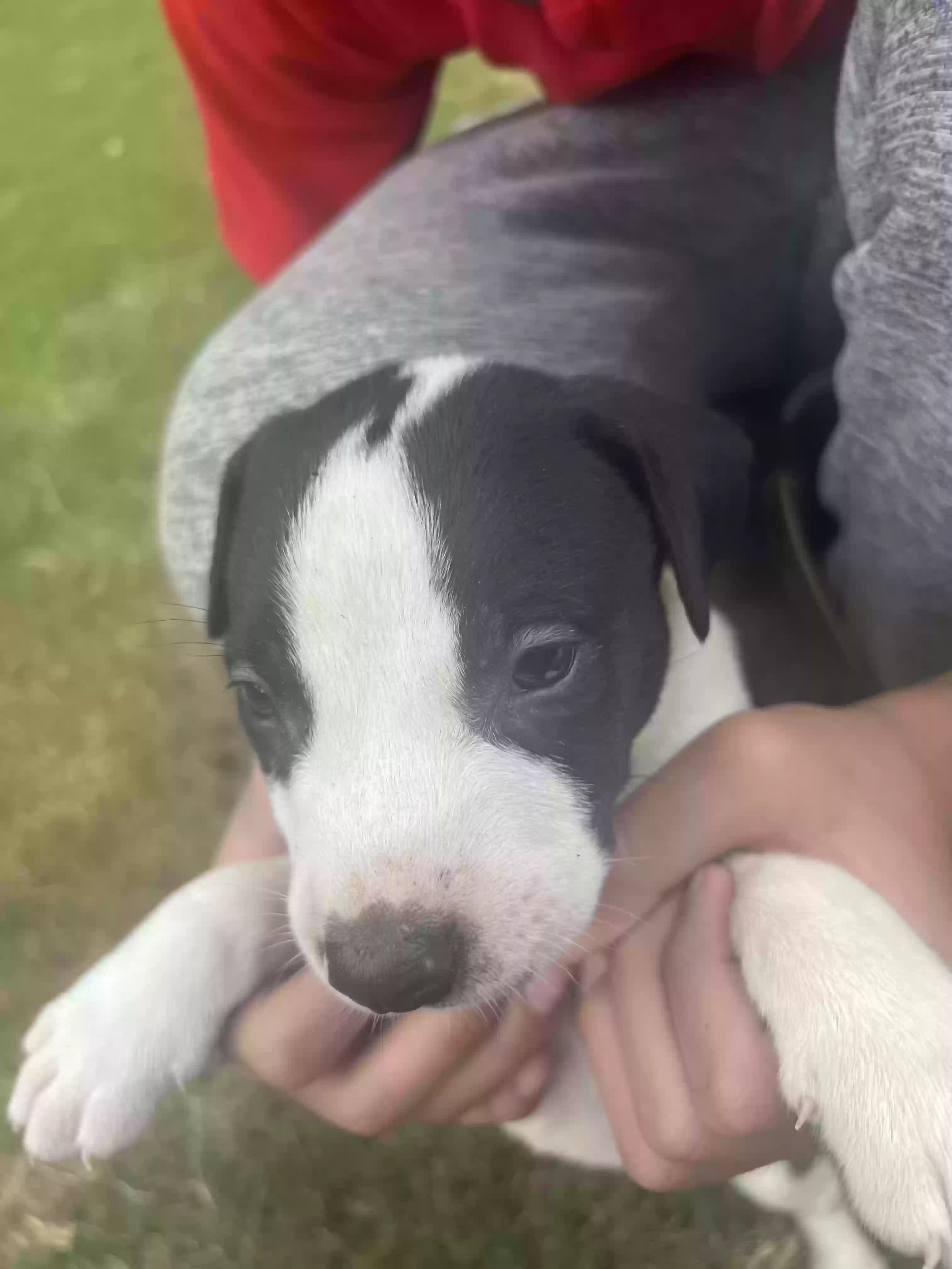adoptable Dog in Garner,NC named Oreo