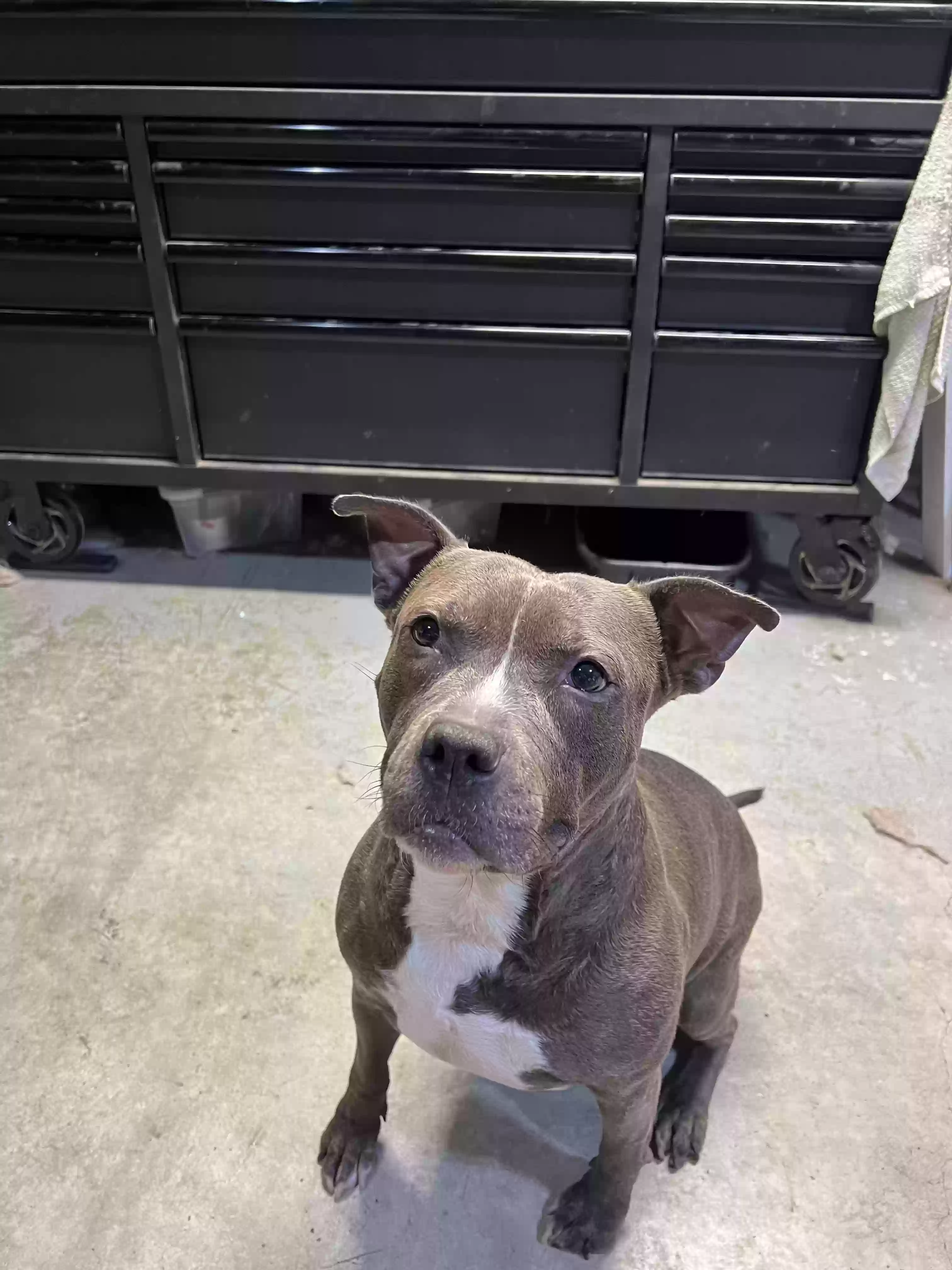 adoptable Dog in Lees Summit,MO named Luna
