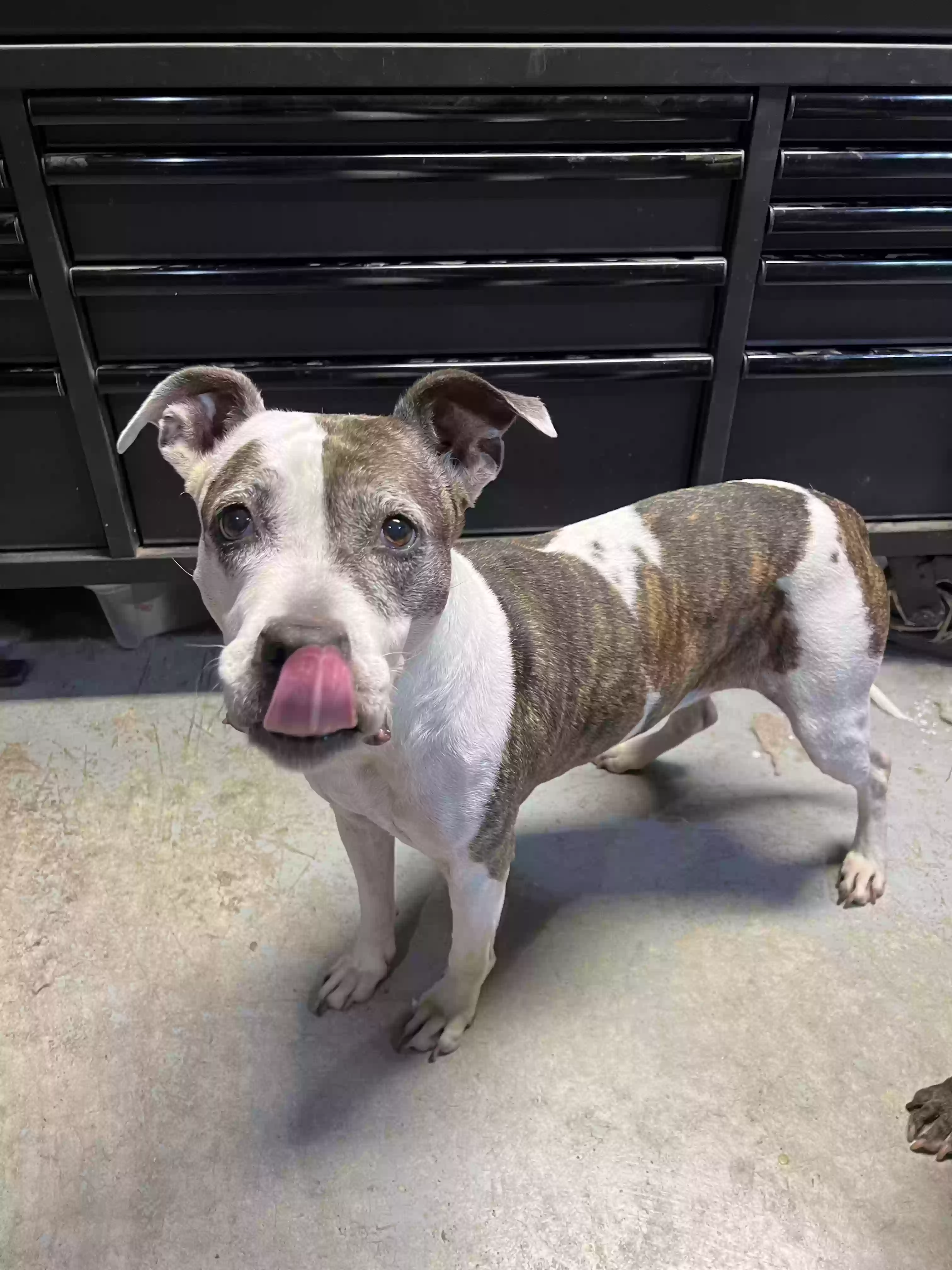 adoptable Dog in Lees Summit,MO named Lilli