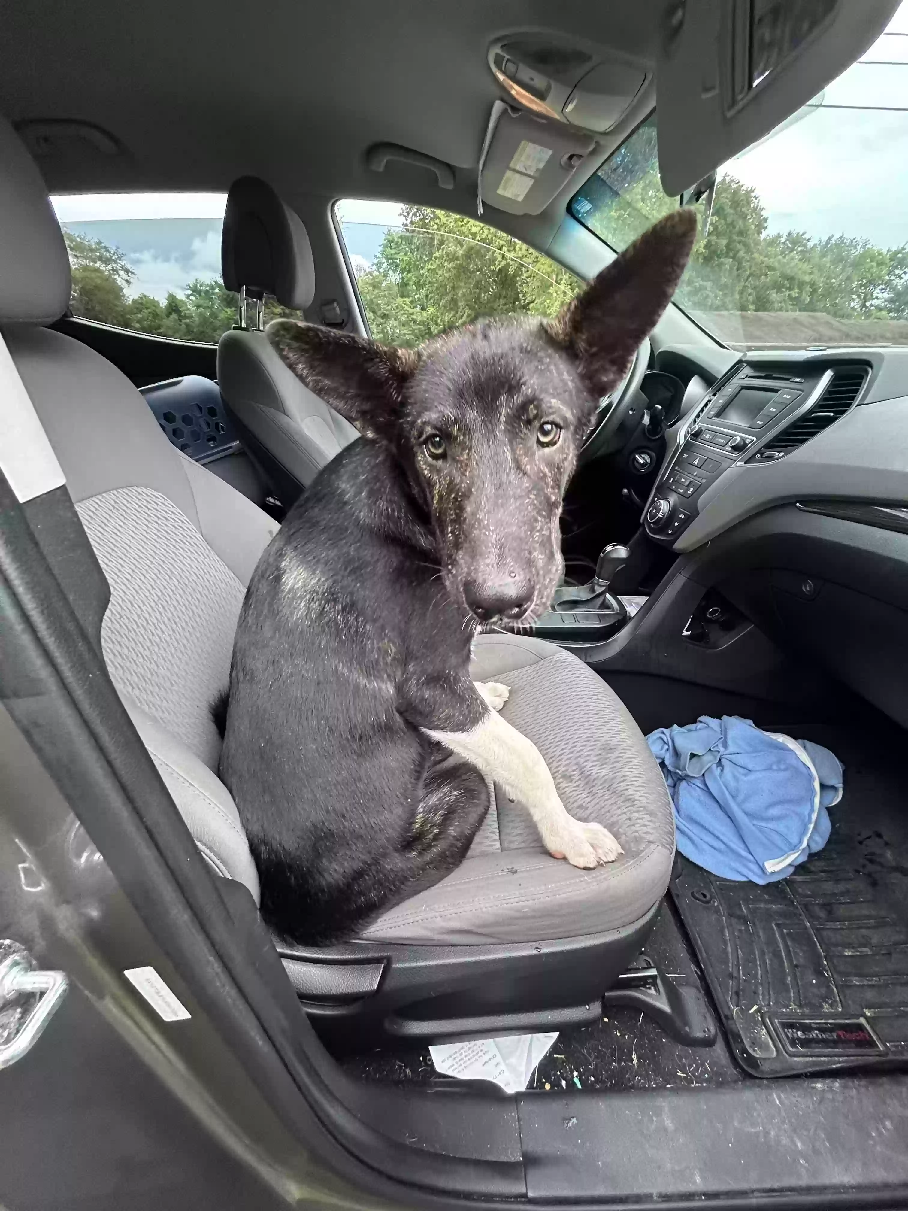 adoptable Dog in Fayetteville,TN named 
