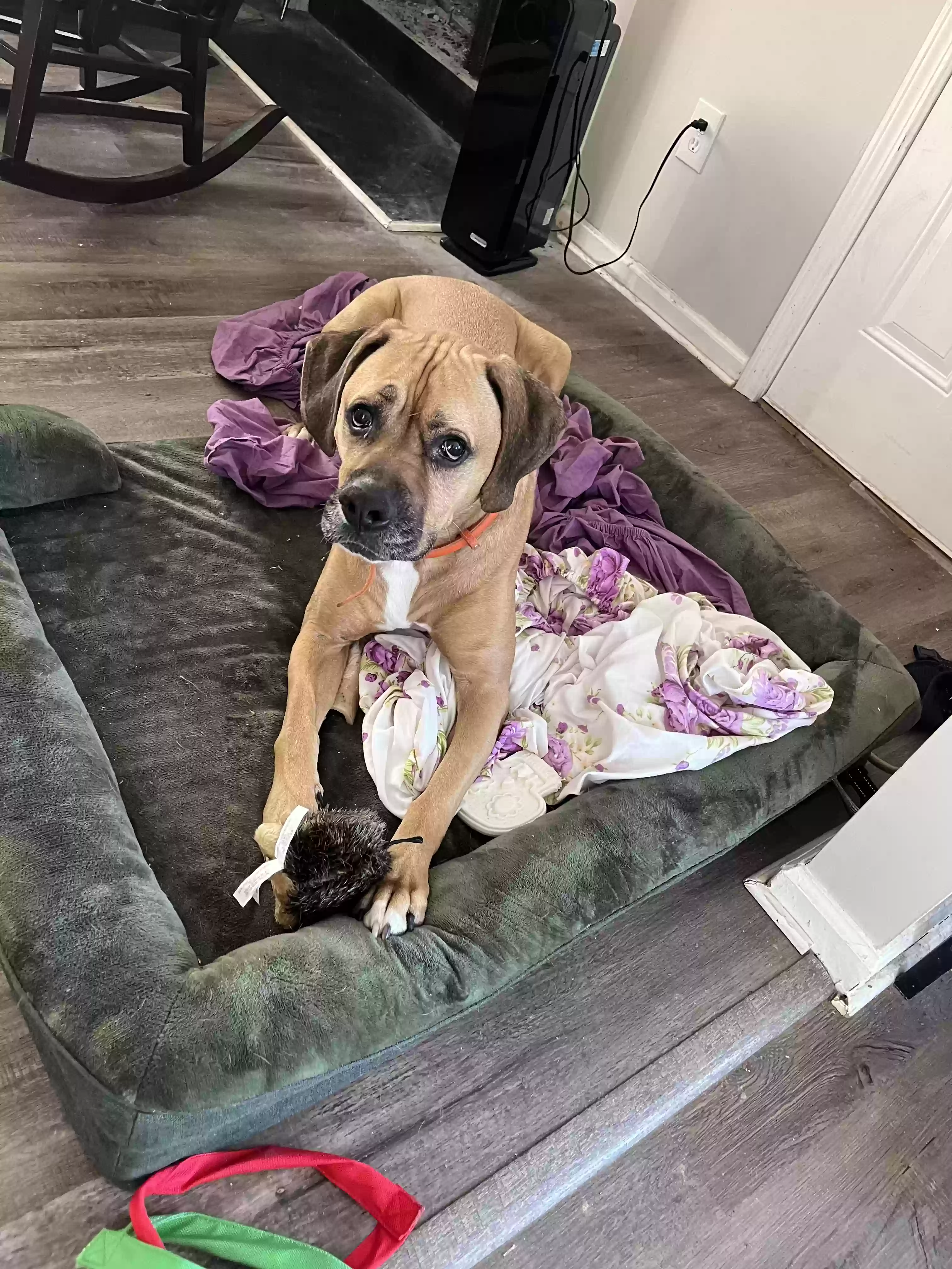 adoptable Dog in Douglasville,GA named Kemba