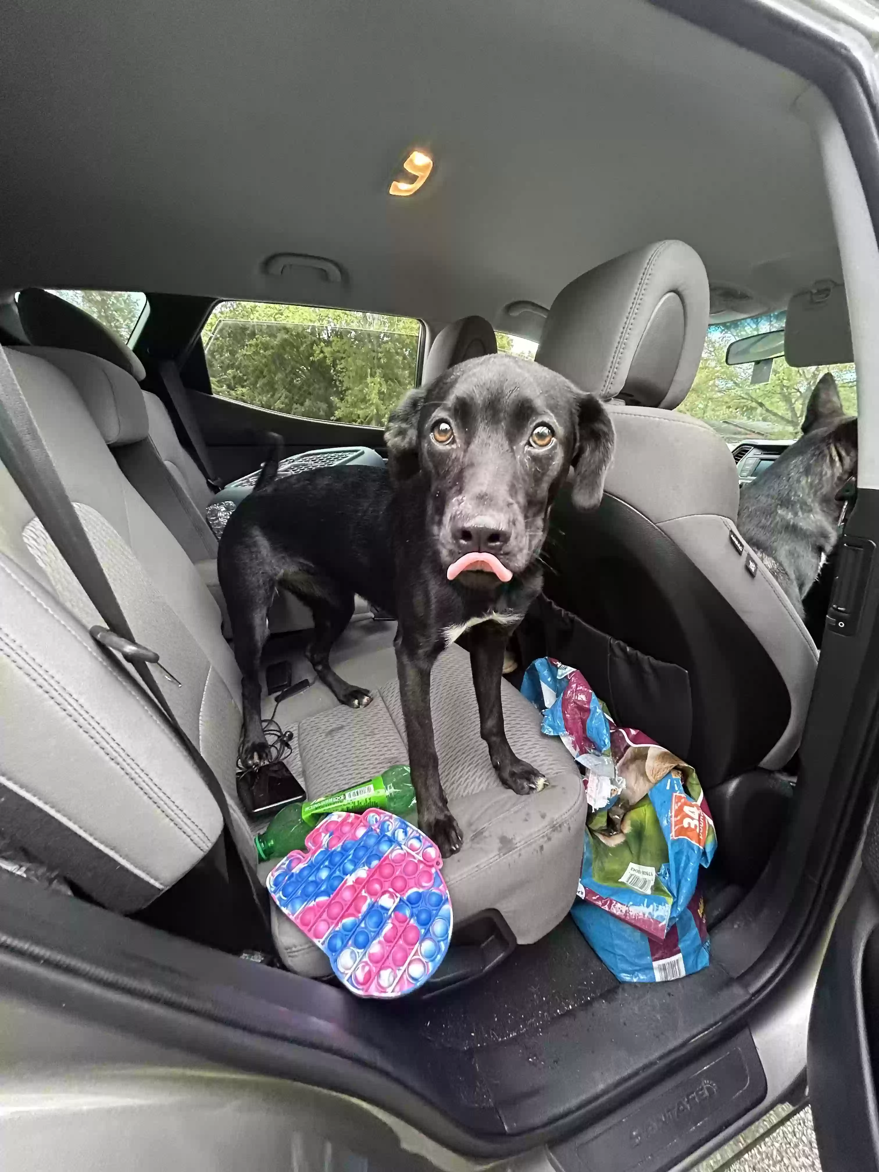 adoptable Dog in Fayetteville,TN named Spyder