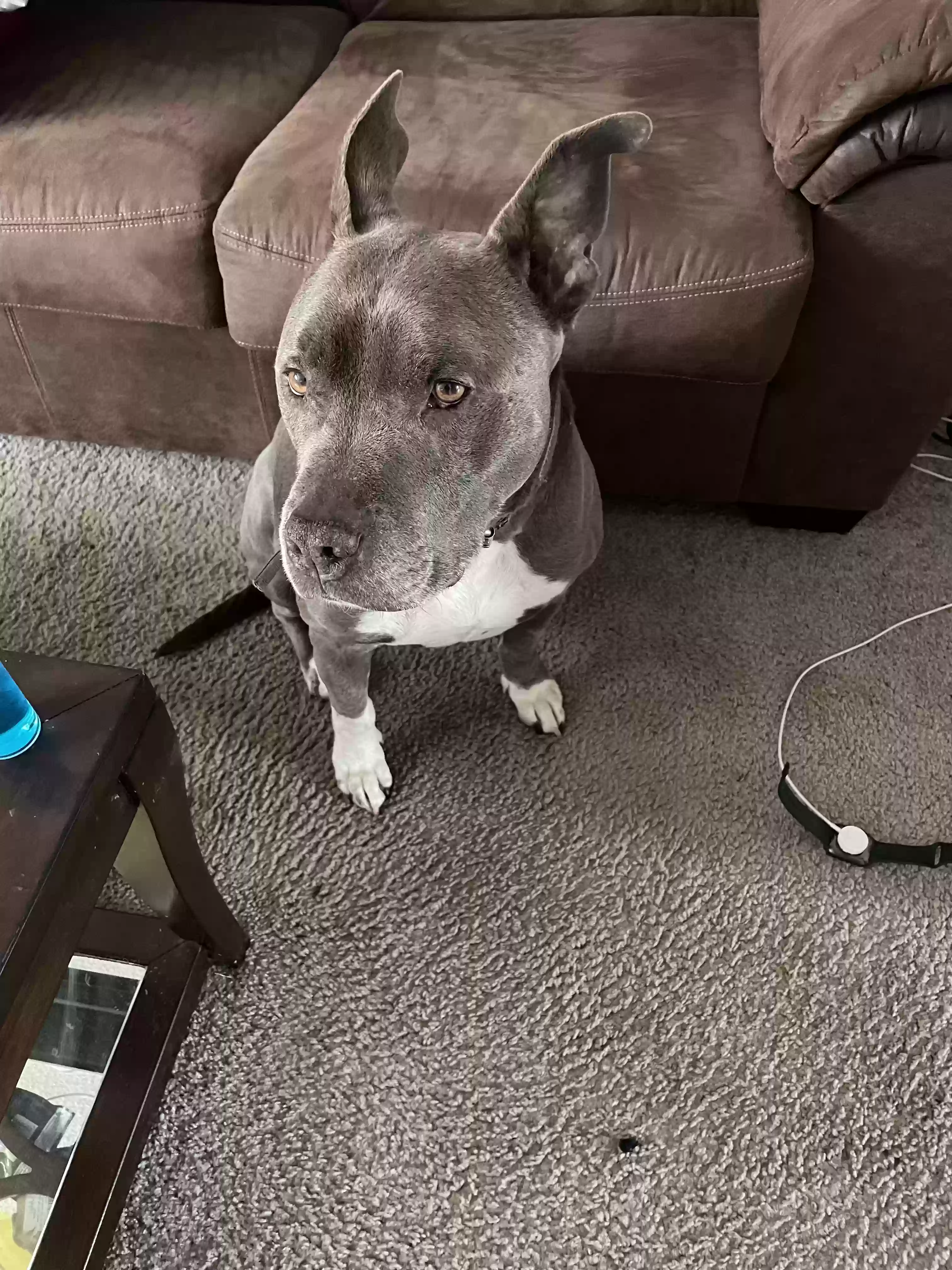 adoptable Dog in Avondale Estates,GA named Dutch