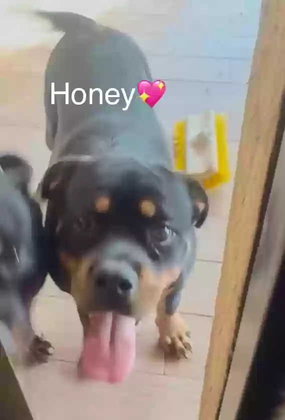 adoptable Dog in Atlanta,GA named Luna & Honey