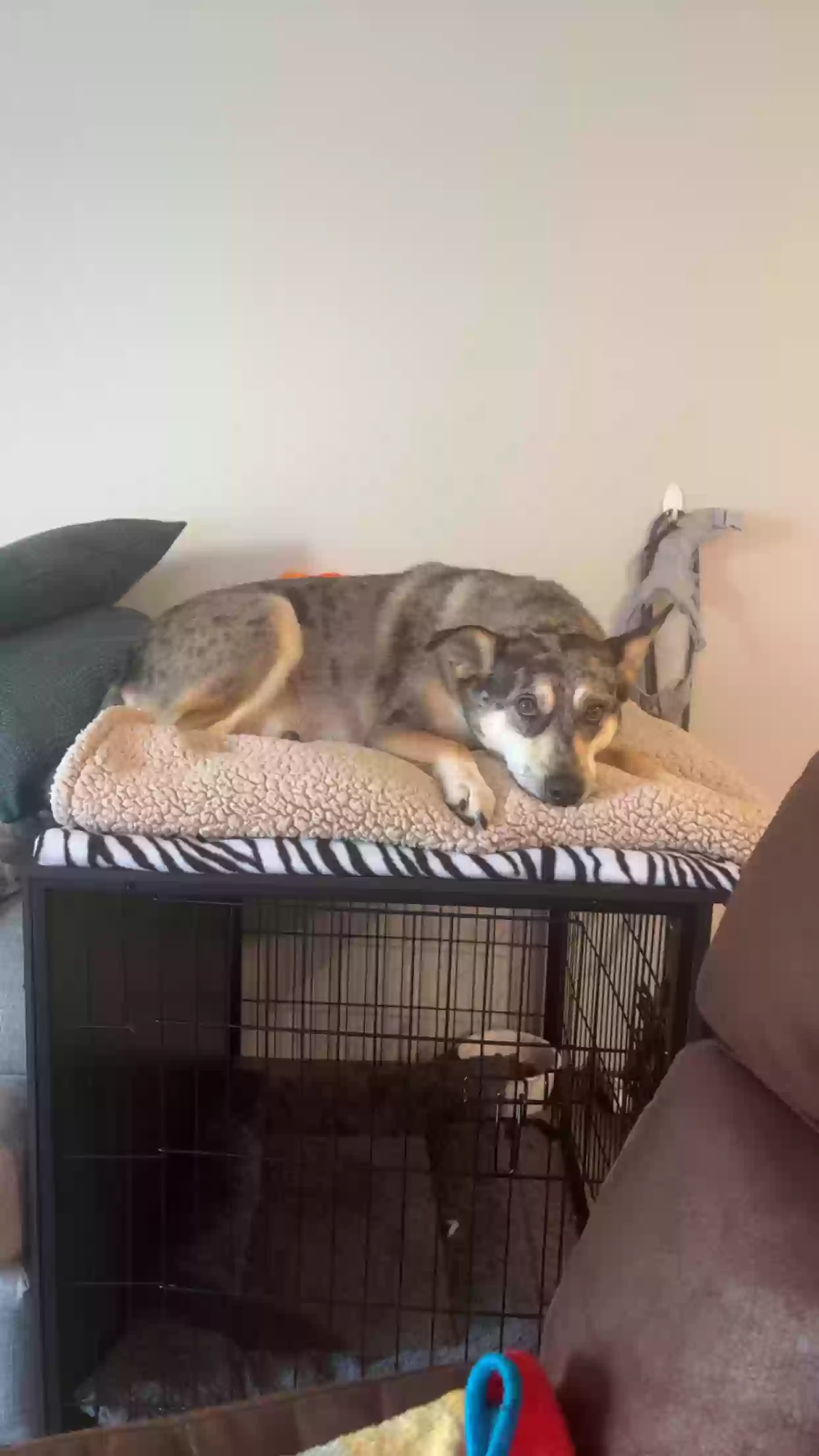adoptable Dog in Grimes,IA named 