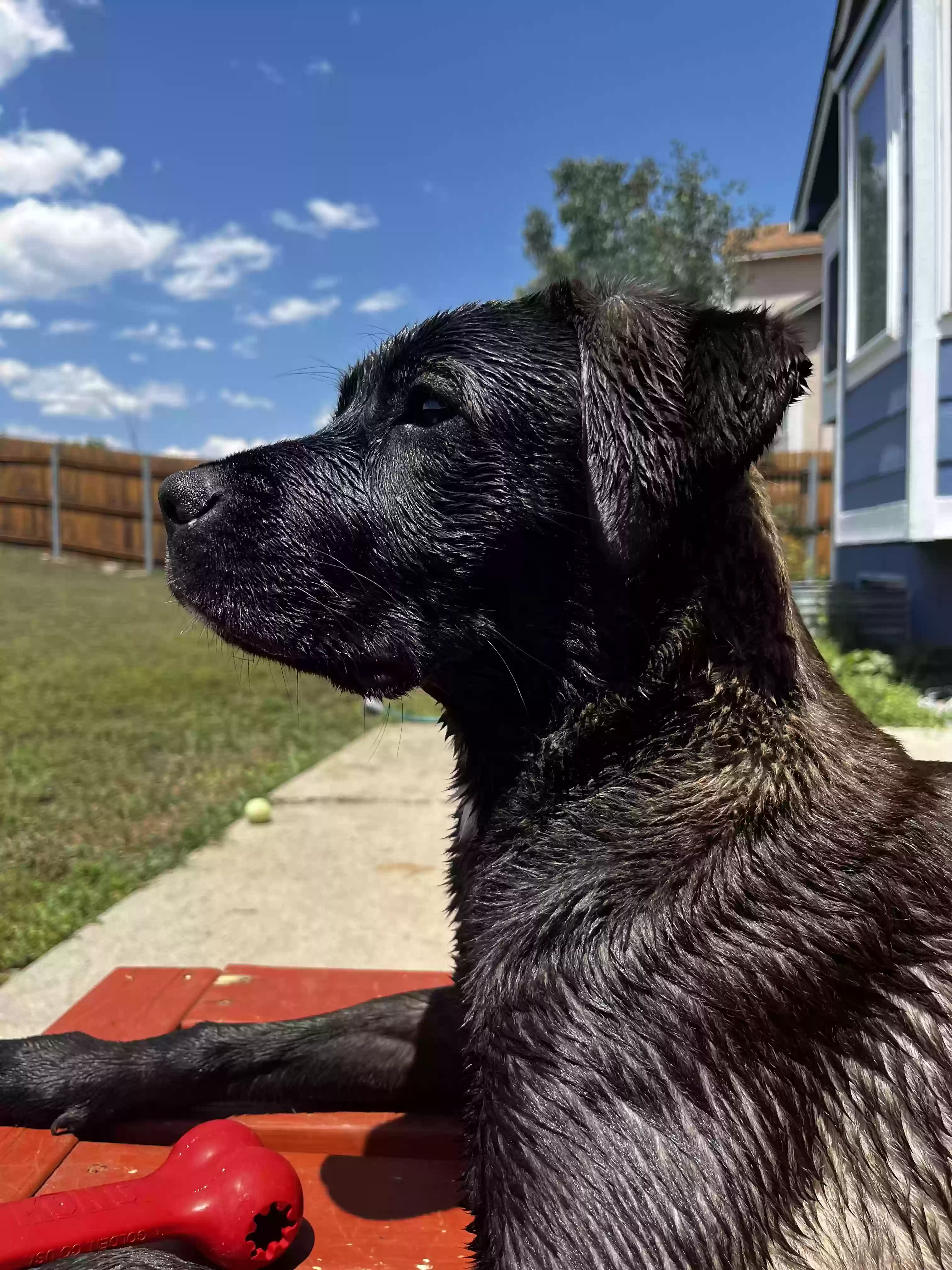 adoptable Dog in Colorado Springs,CO named Penny