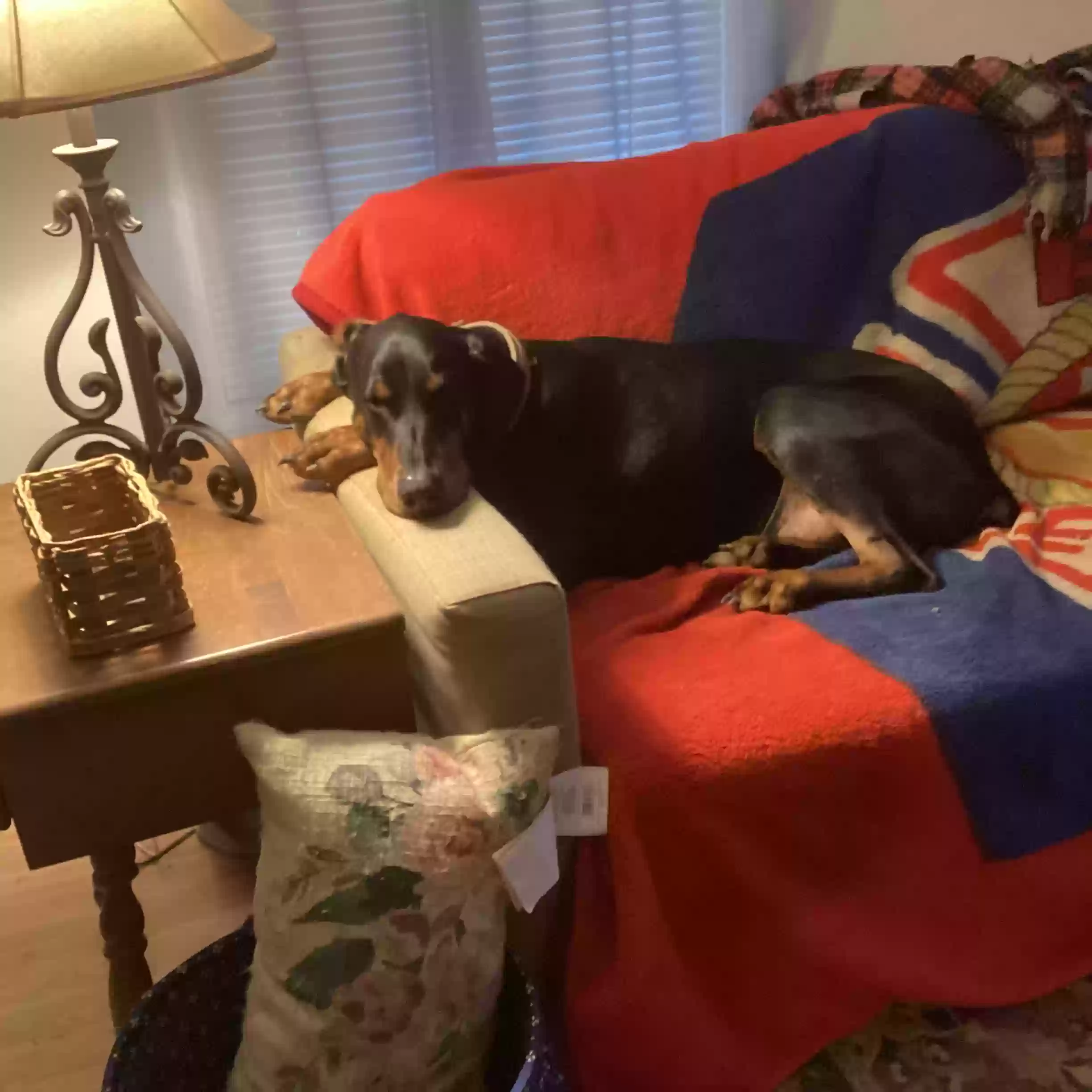 adoptable Dog in Greeneville,TN named Thor