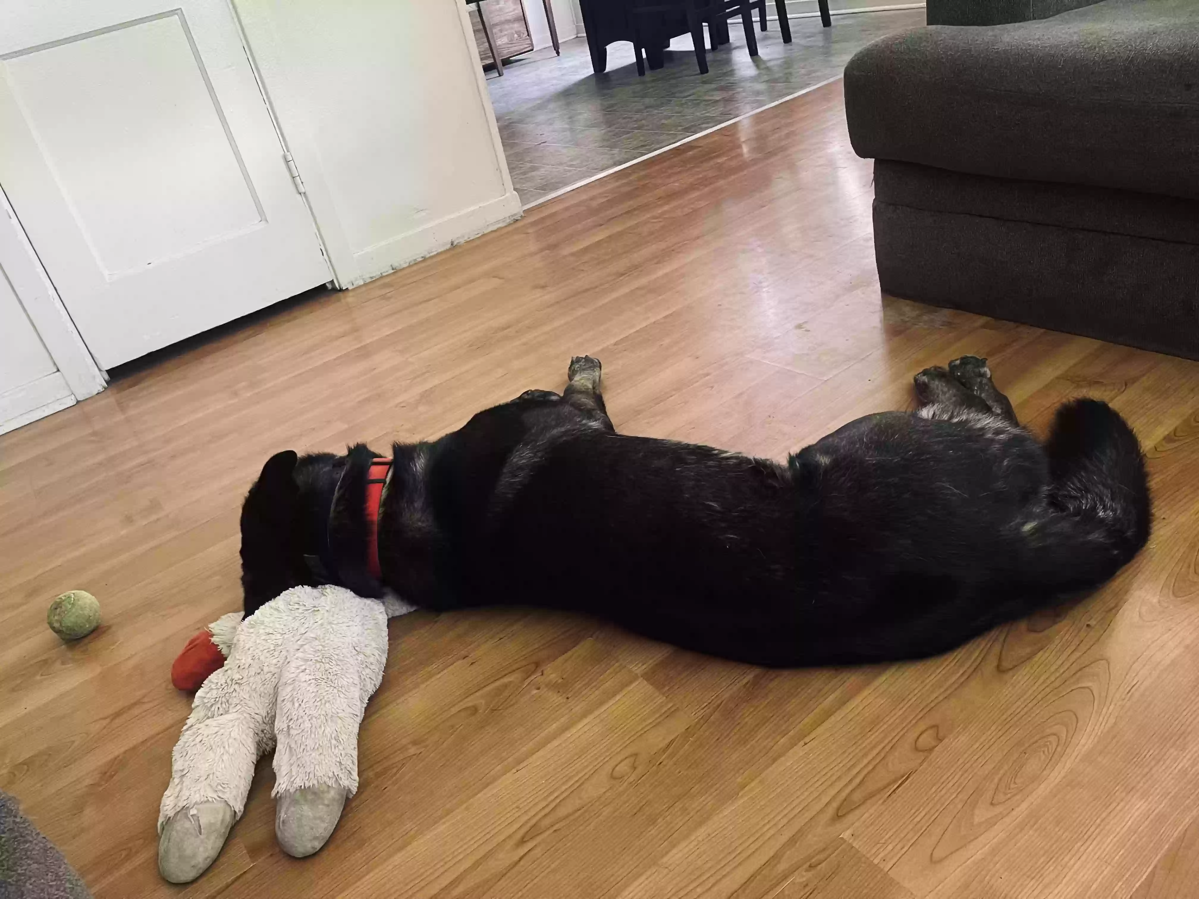 adoptable Dog in Richland,WA named Scrimmy (Scrim)