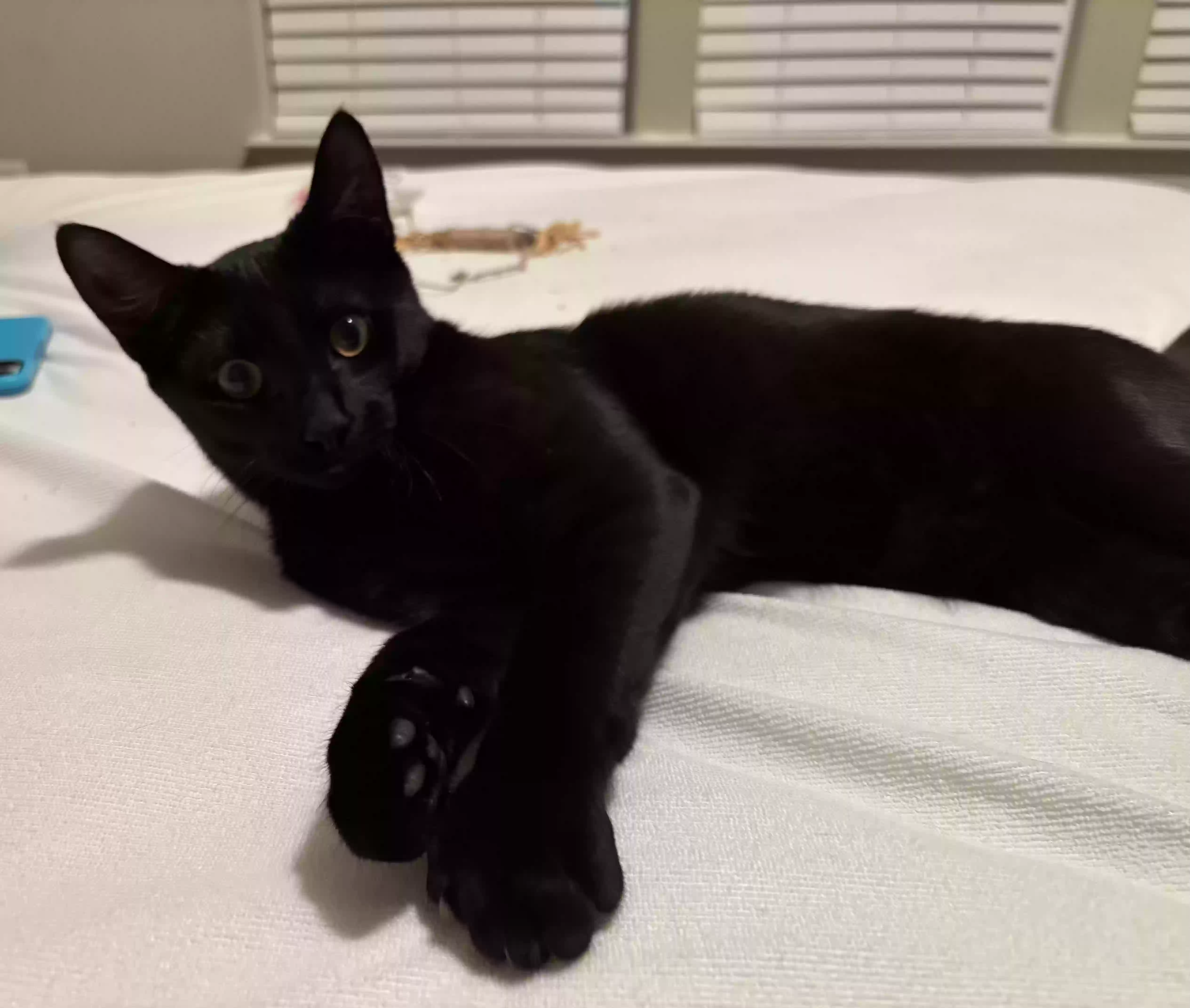 adoptable Cat in Apex,NC named Bagheera