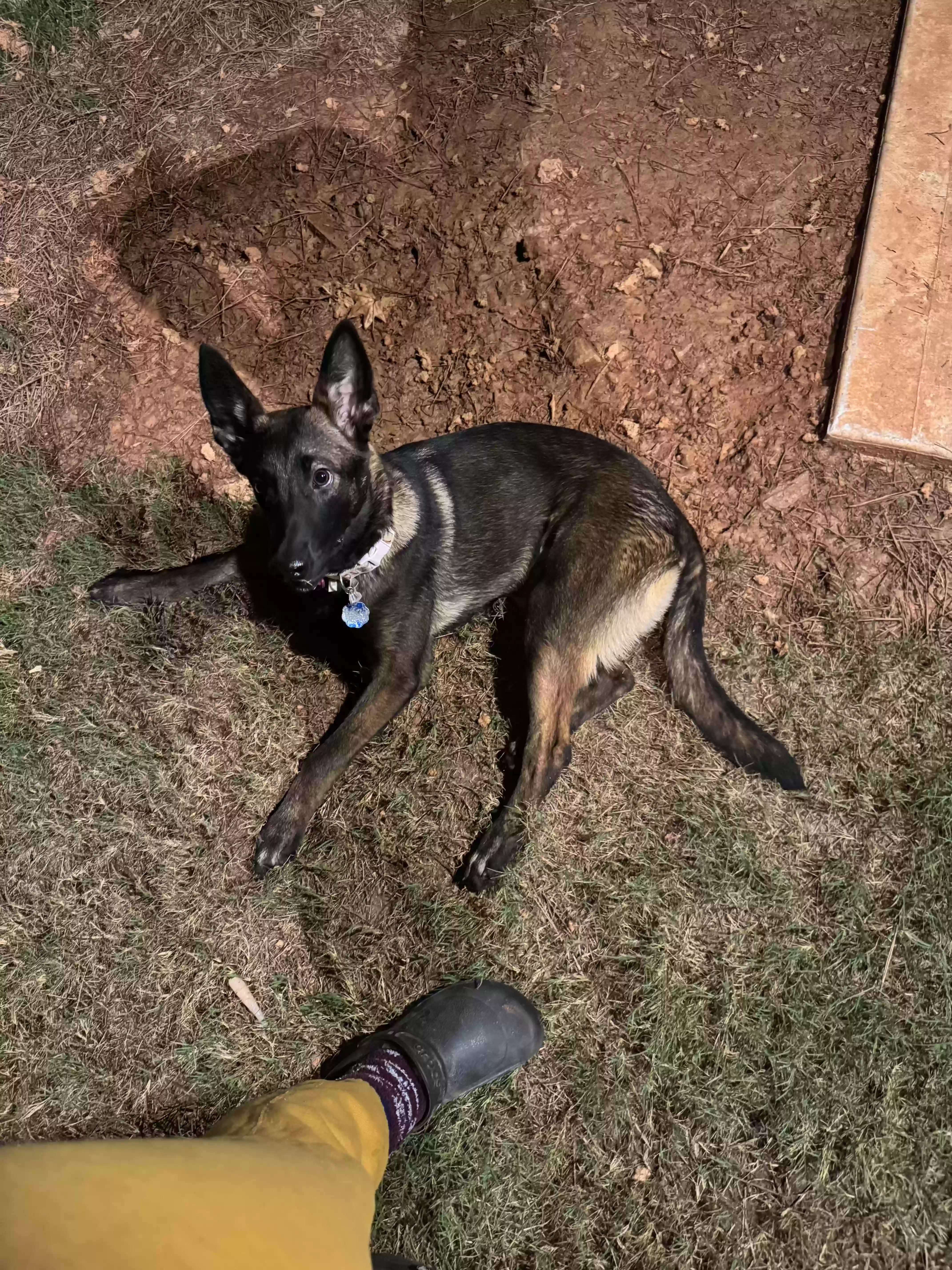 adoptable Dog in Fairburn,GA named Lexxi