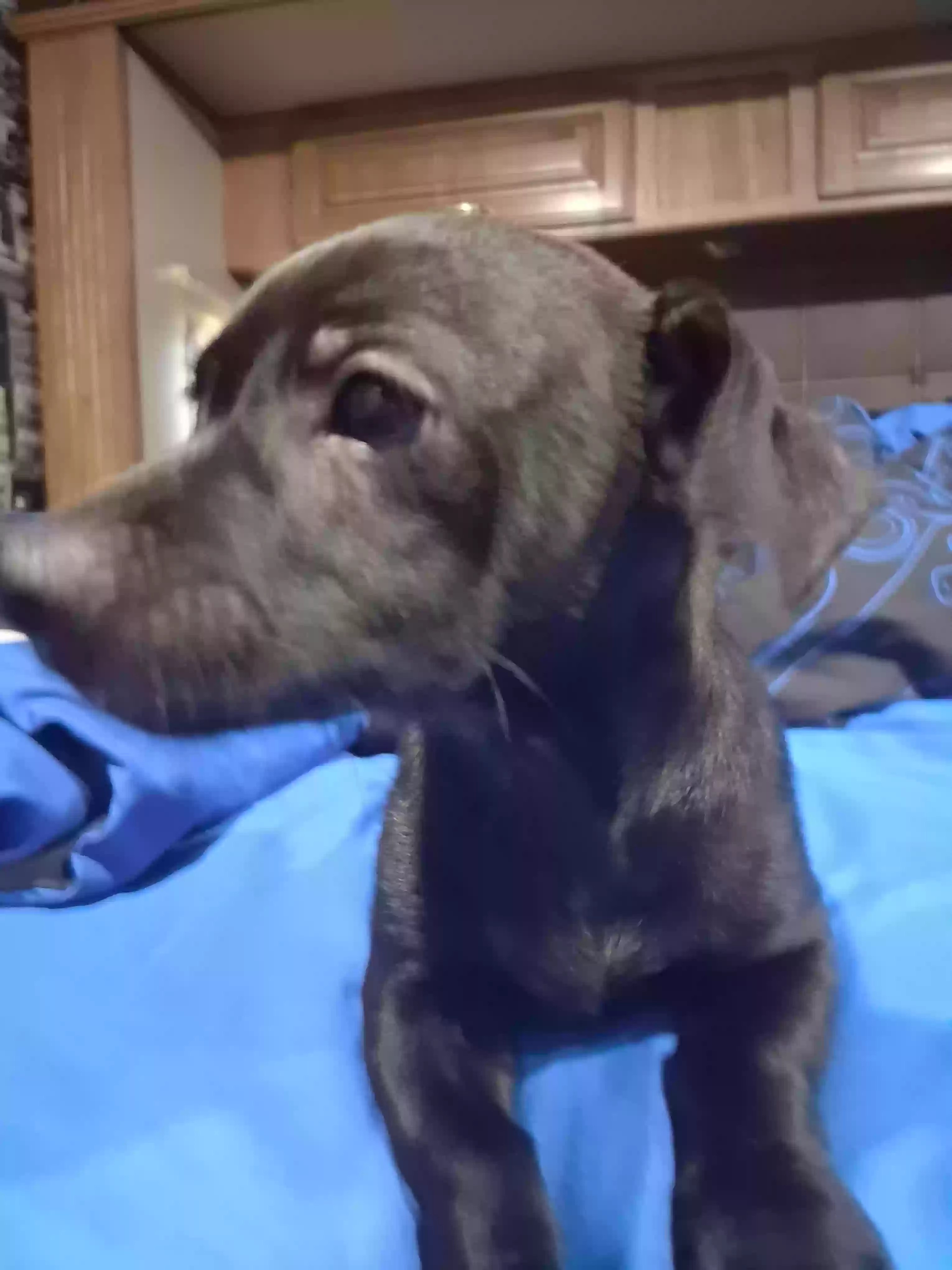 adoptable Dog in Homestead,FL named Black