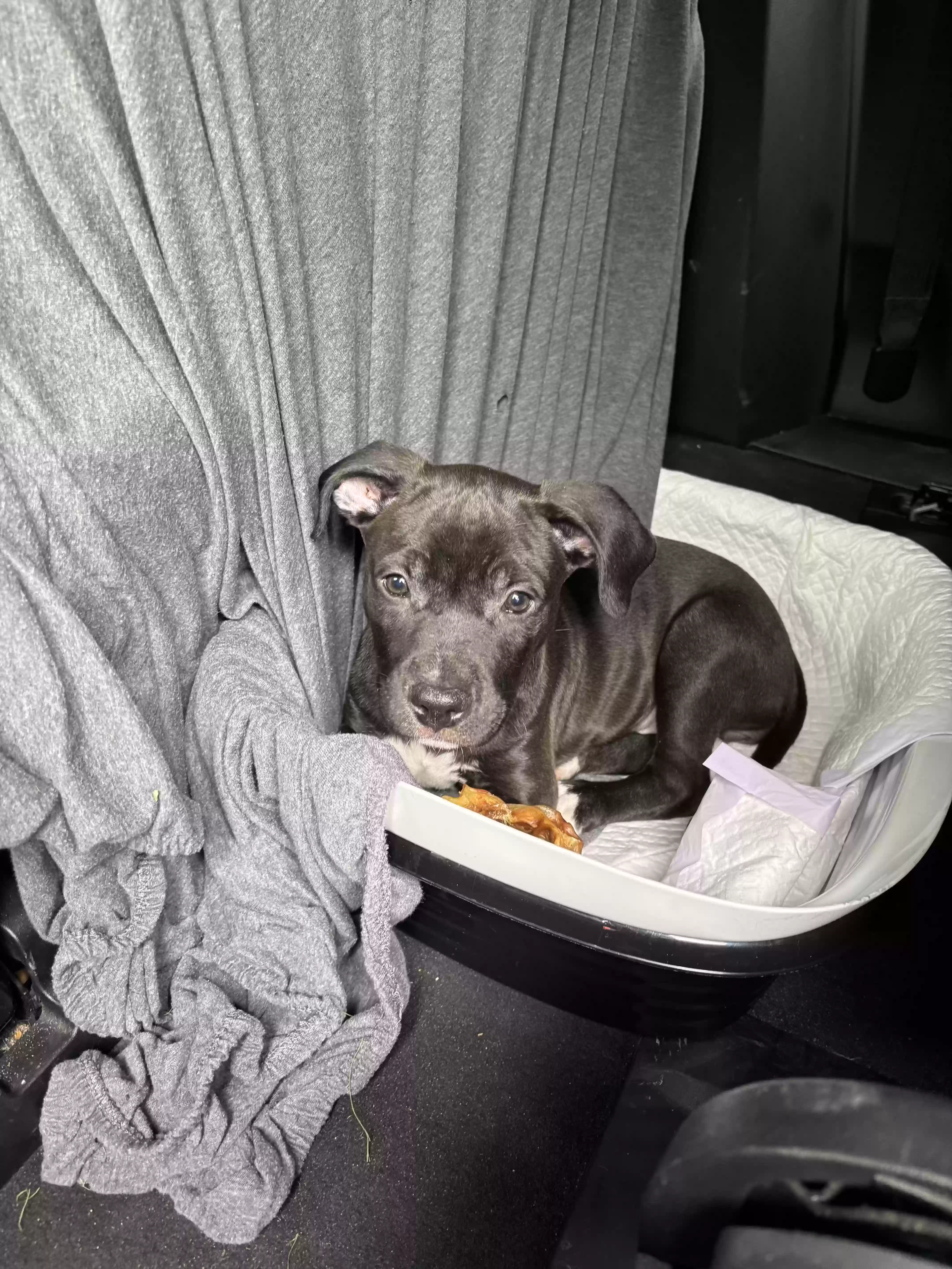 adoptable Dog in Lexington,KY named Nola