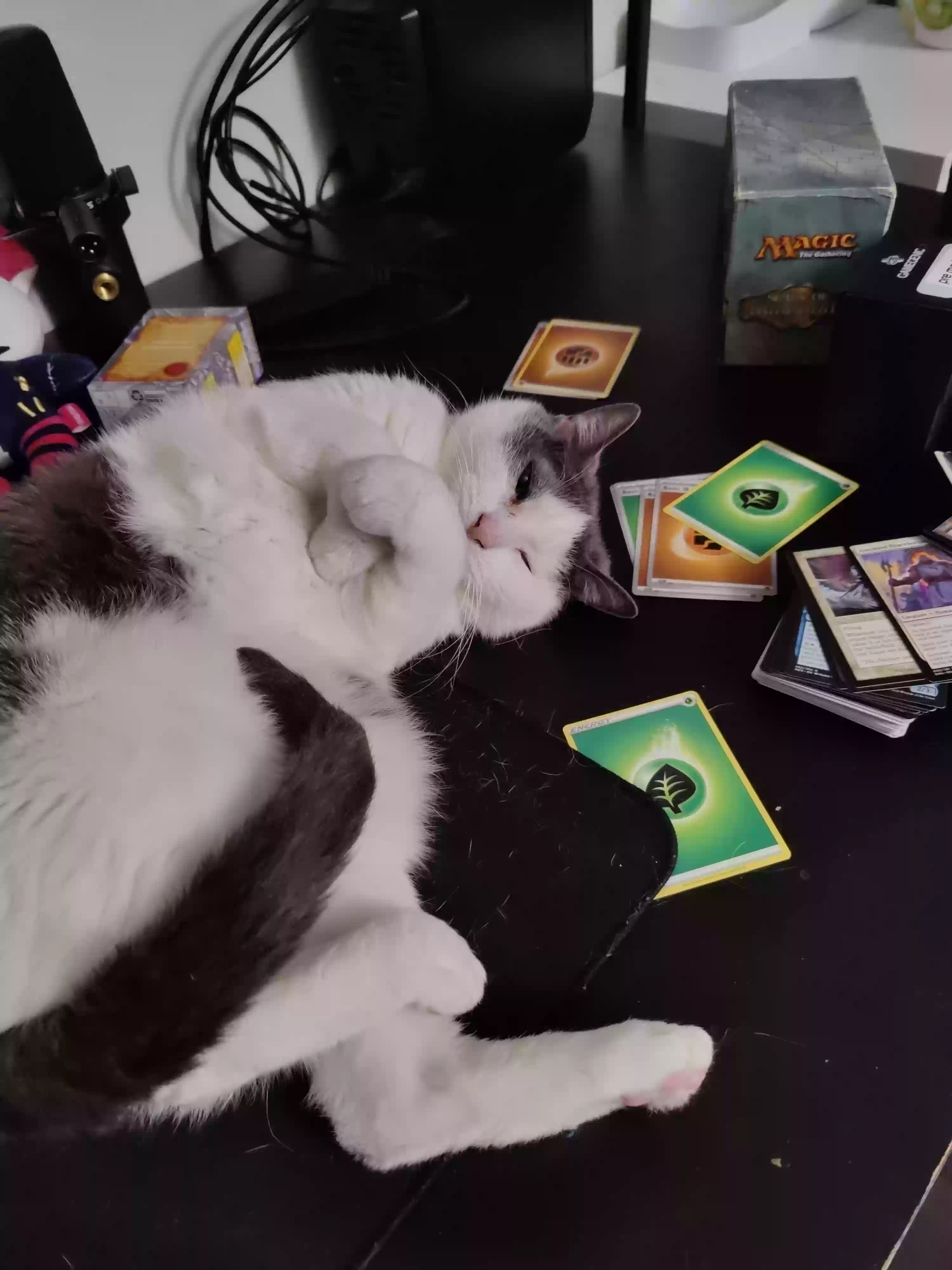 adoptable Cat in Fort Worth,TX named Mao