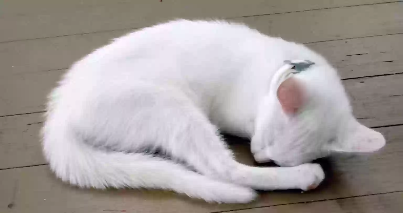 adoptable Cat in Hookerton,NC named Rue