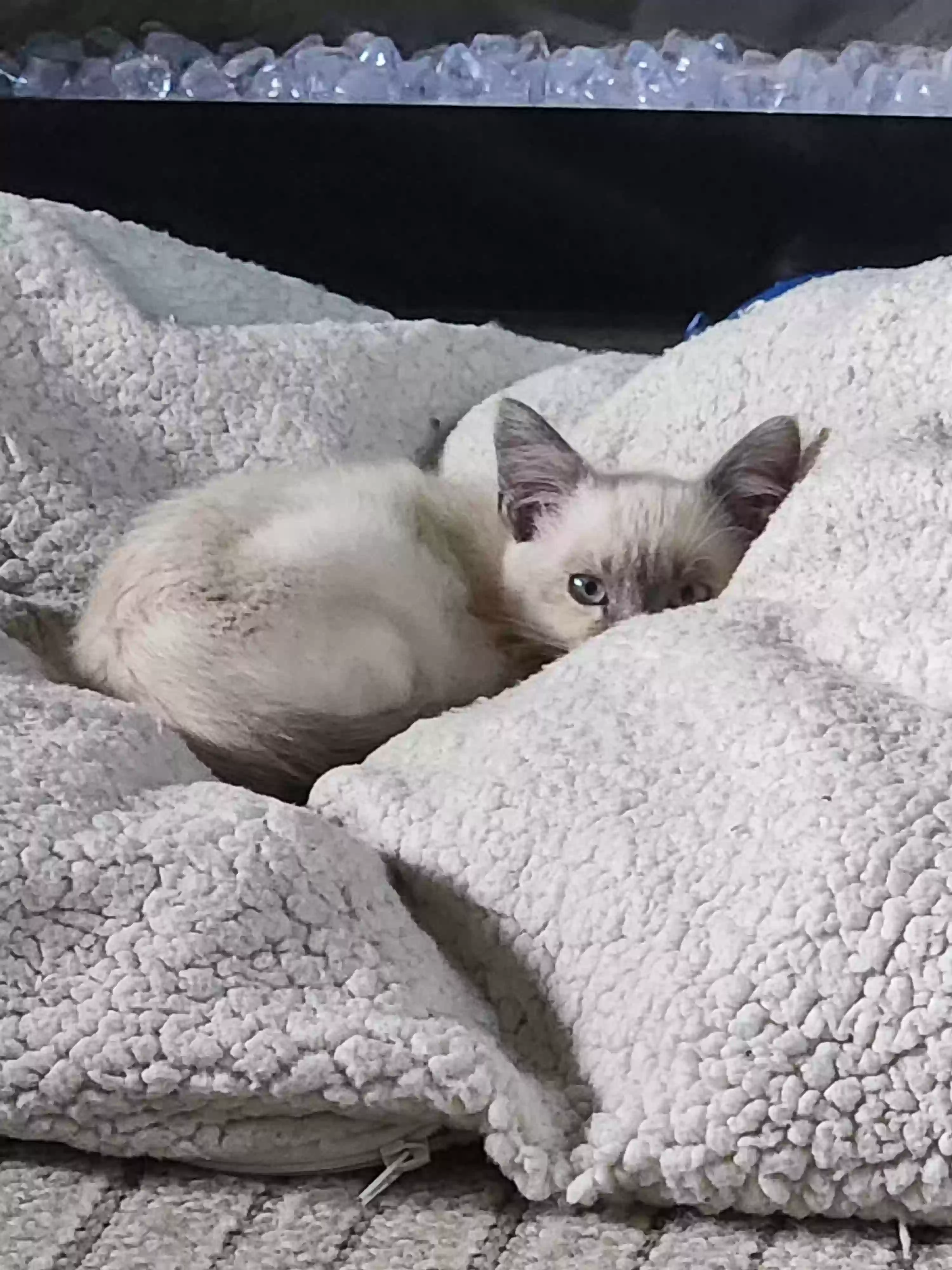 adoptable Cat in Brooksville,FL named Ricochet