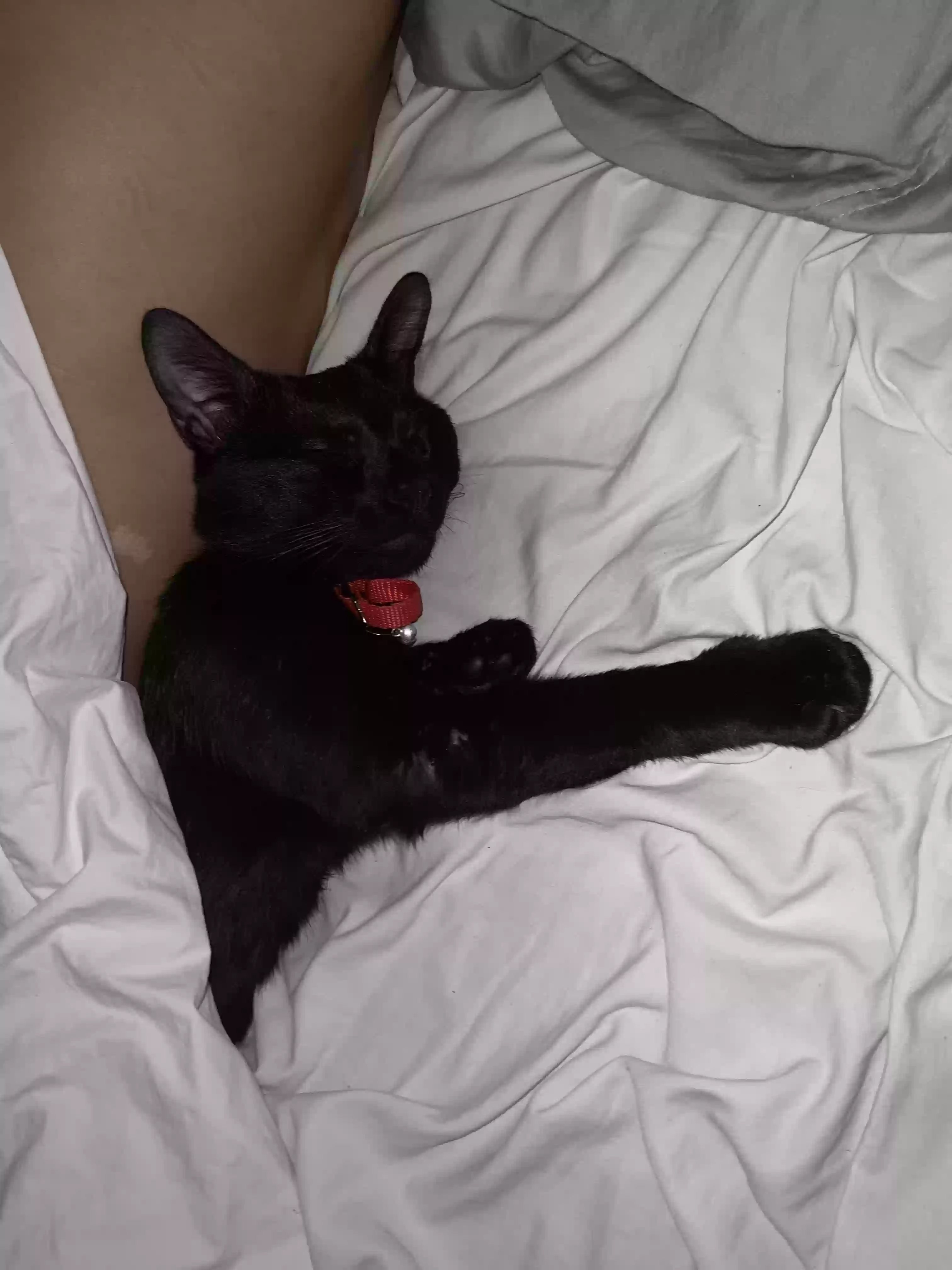 adoptable Cat in New London,CT named Mao