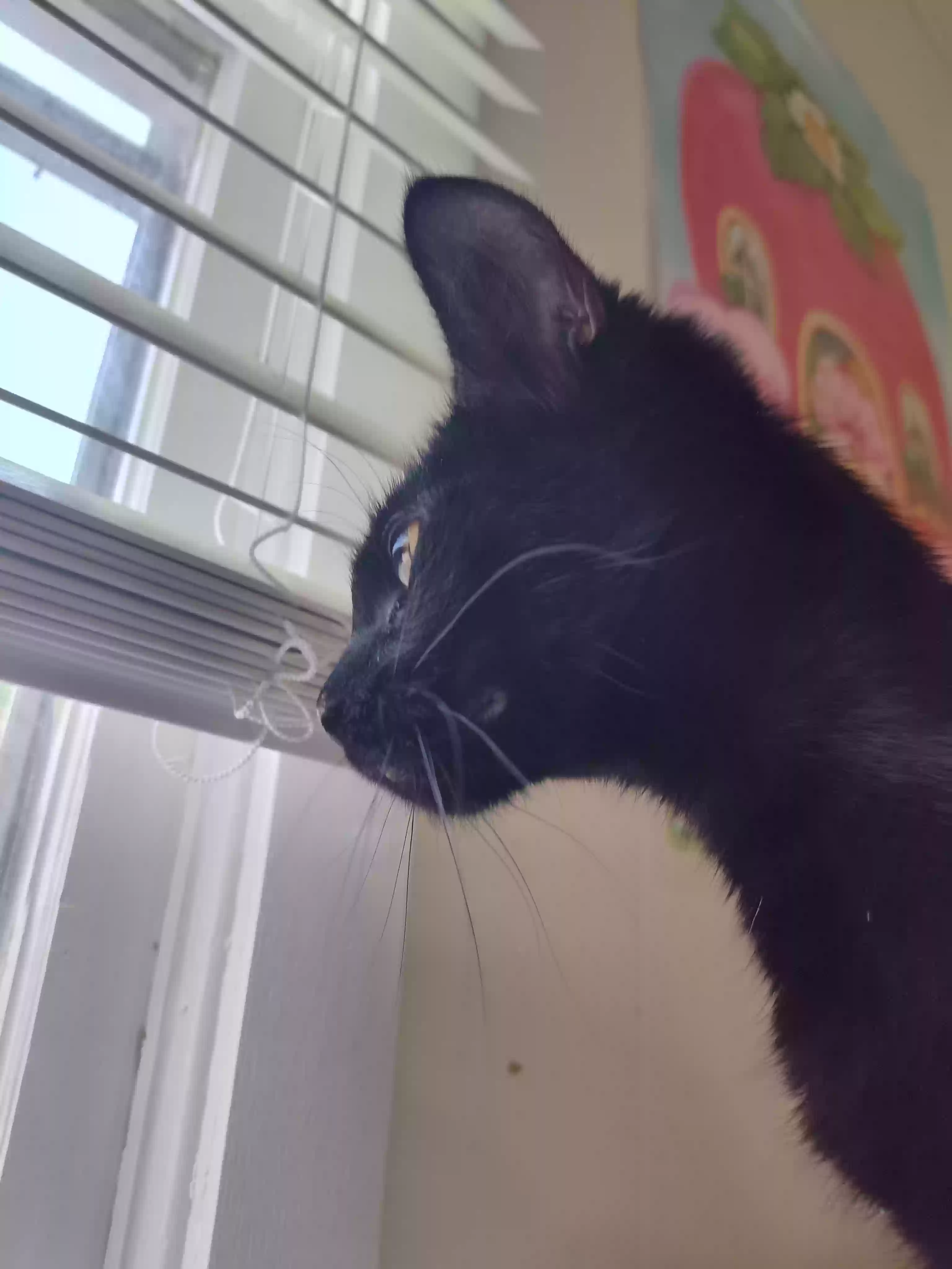 adoptable Cat in Cape Girardeau,MO named Bella
