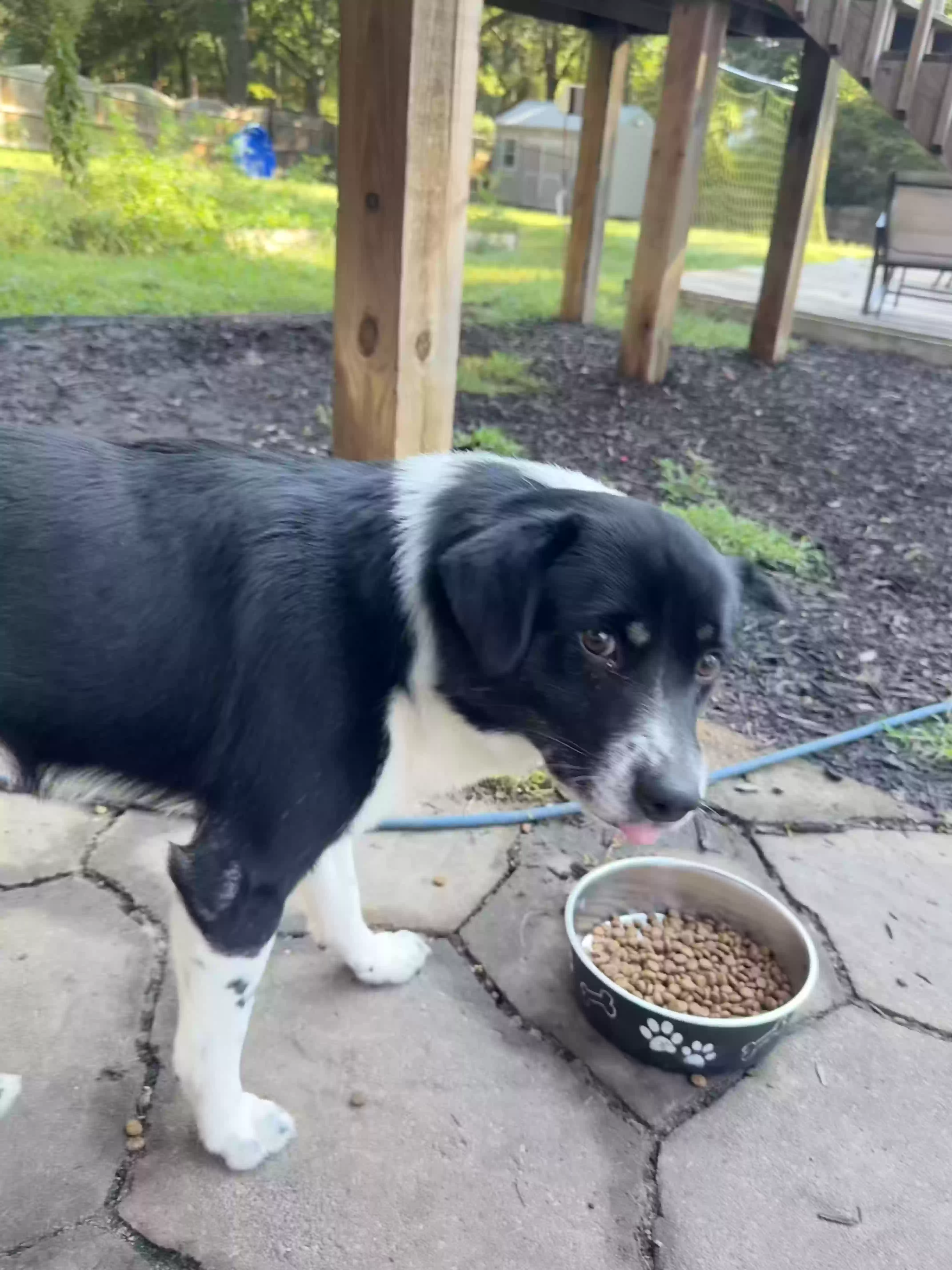 adoptable Dog in Douglasville,GA named Oreo